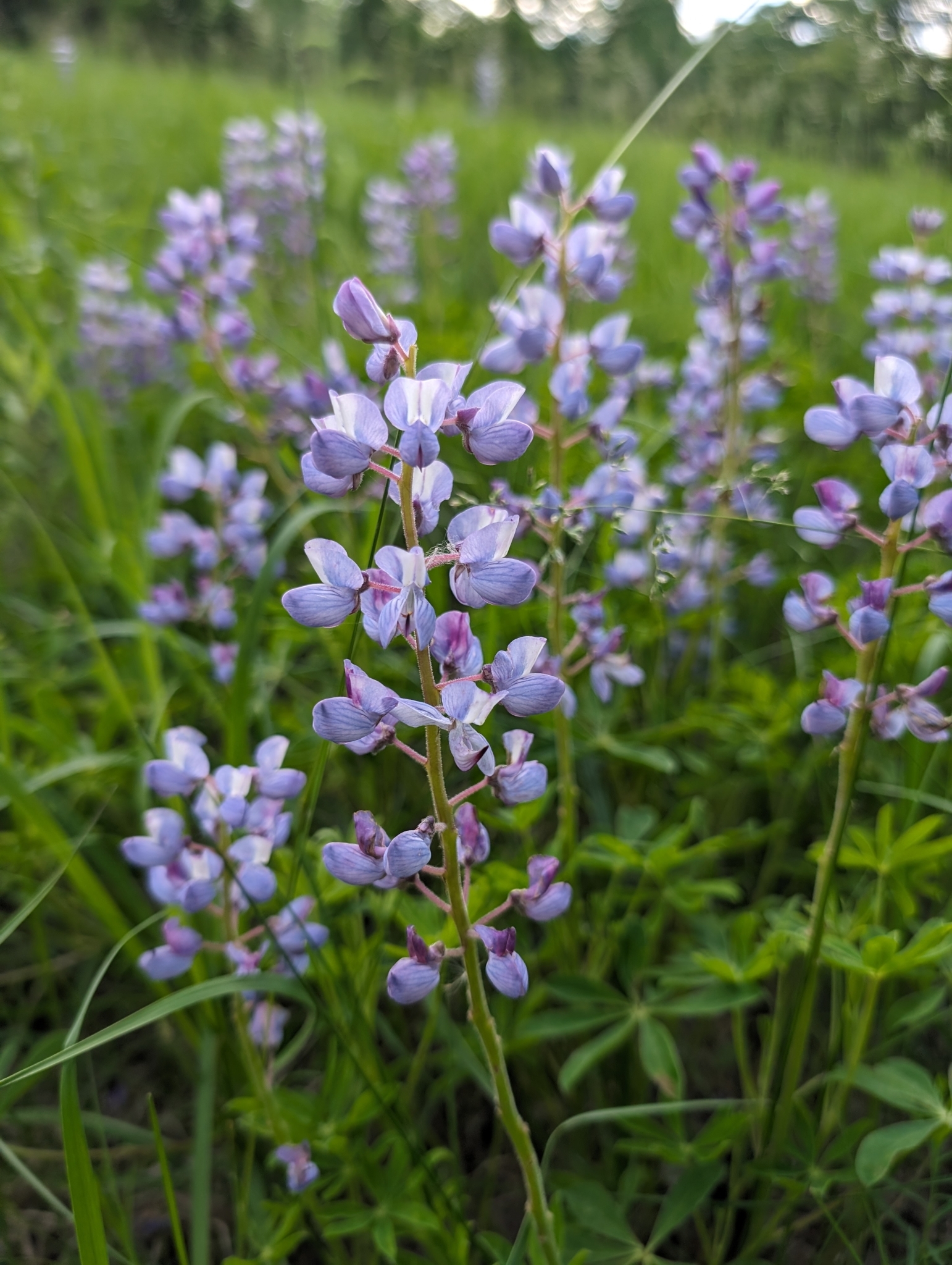 Photo of sundial lupine in a field.