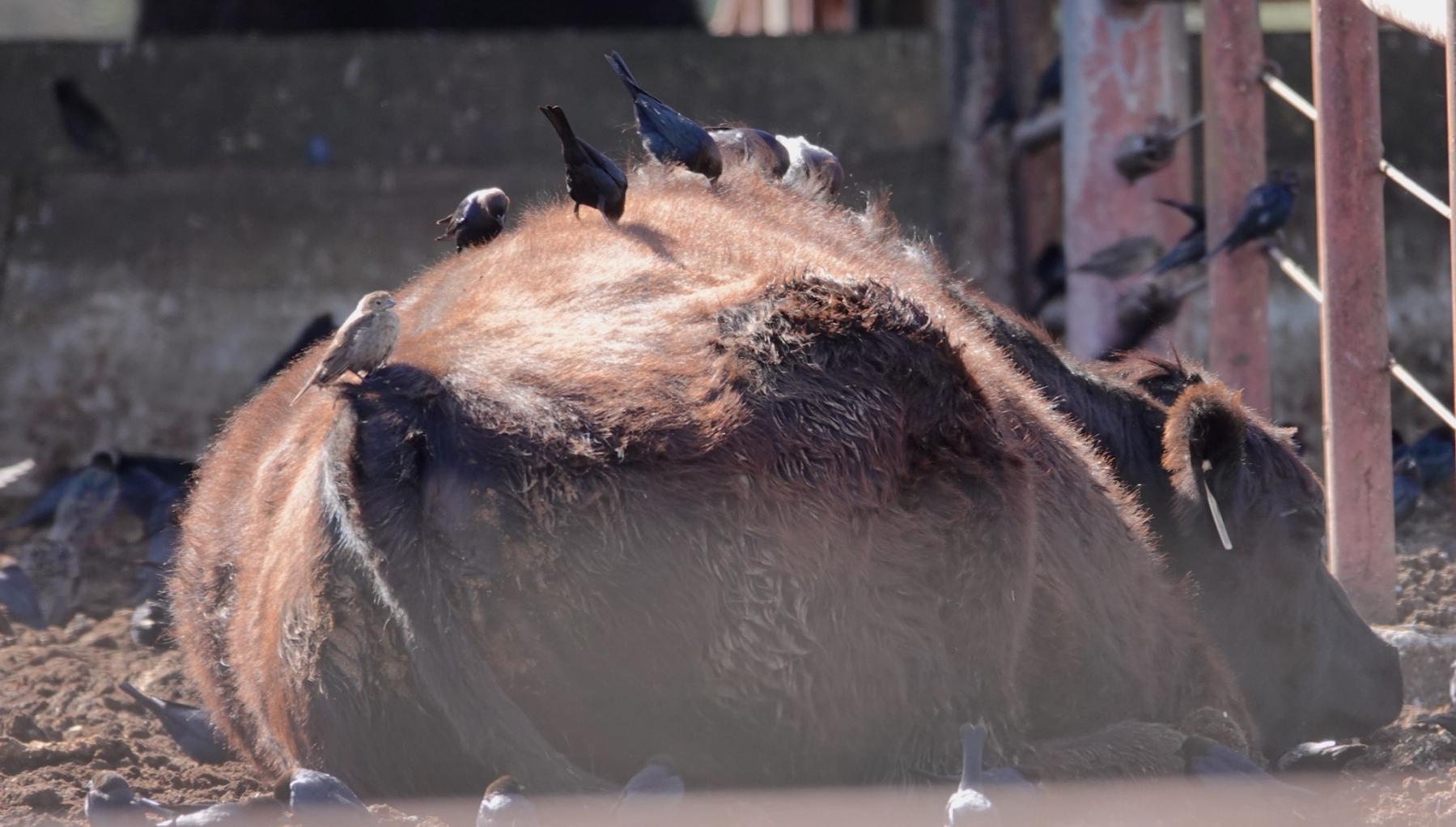 A photo of a fuzzy brown cow laying down, with a flock of black and brown birds on and around the cow.