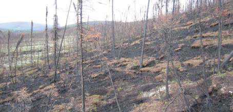A photo of a burned forest stand, with narrow tree trunks with a few red needles standing on a charred forest floor, with patches of red, scorched moss.