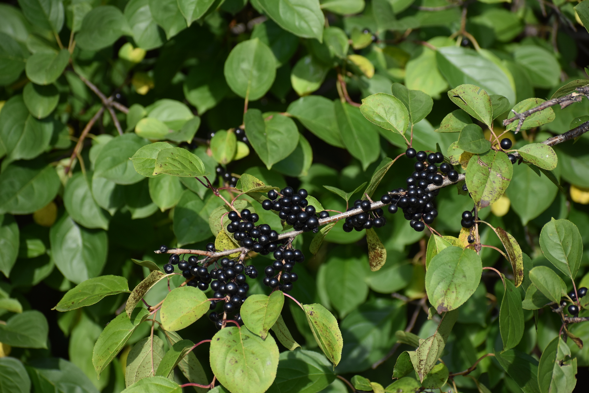 A photo of a leafy shrub with dense clusters of dark berries along its stem.