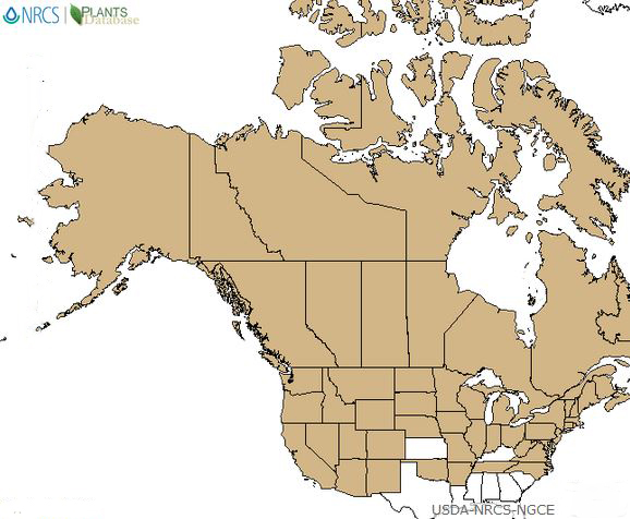 A map of the U.S. and Canada with nearly all of both countries highlighted in brown, where American red raspberry occurs.