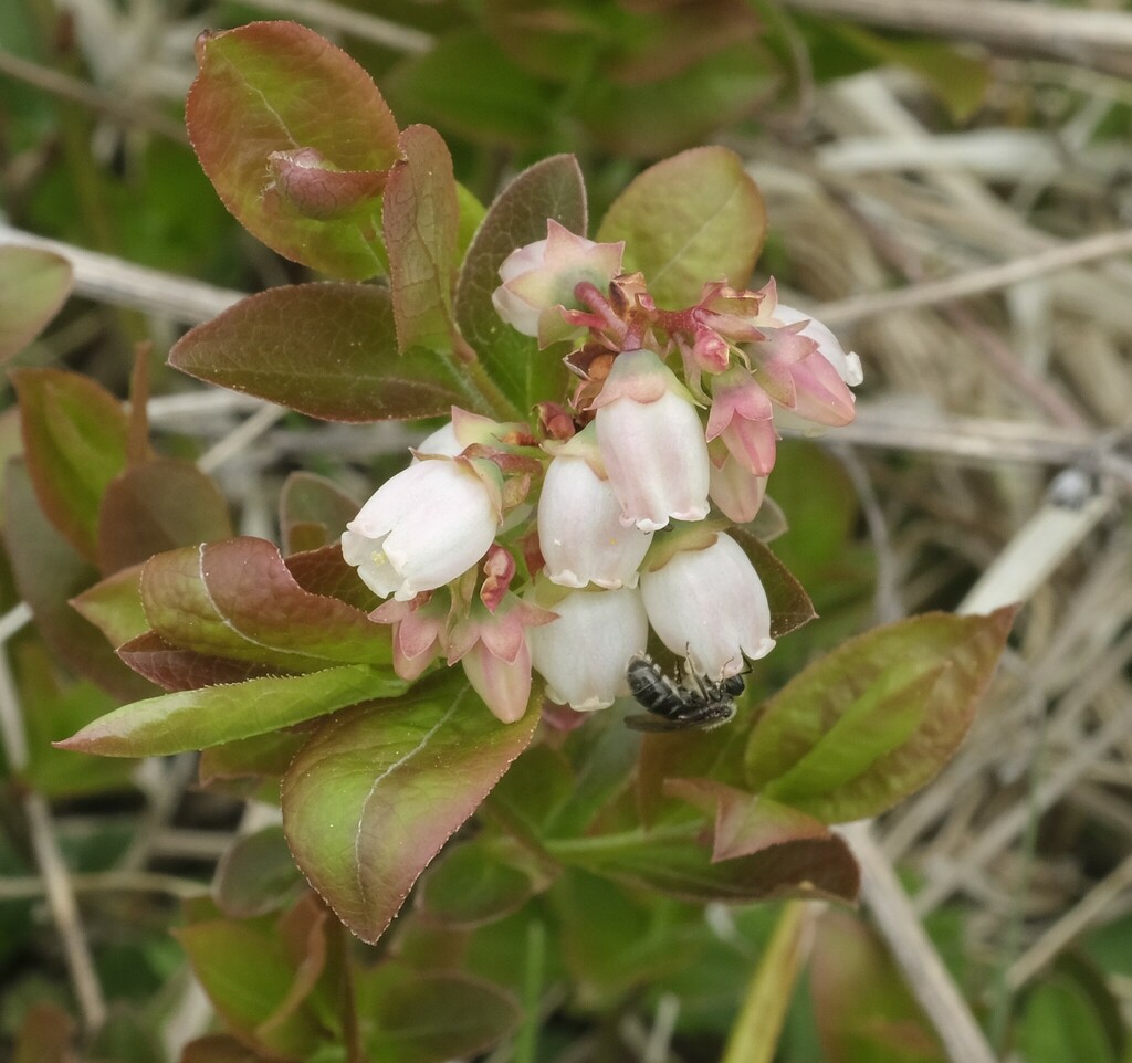 Photo of lowbush blueberry in bloom.