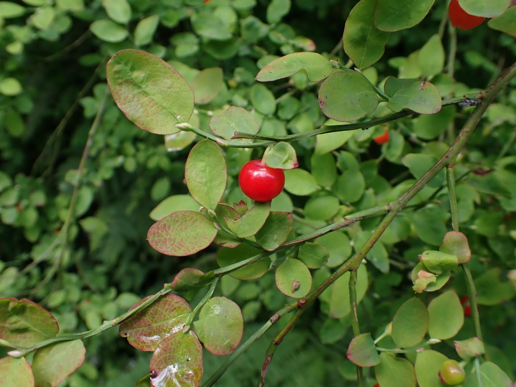 Photo of red huckleberry with fruit.