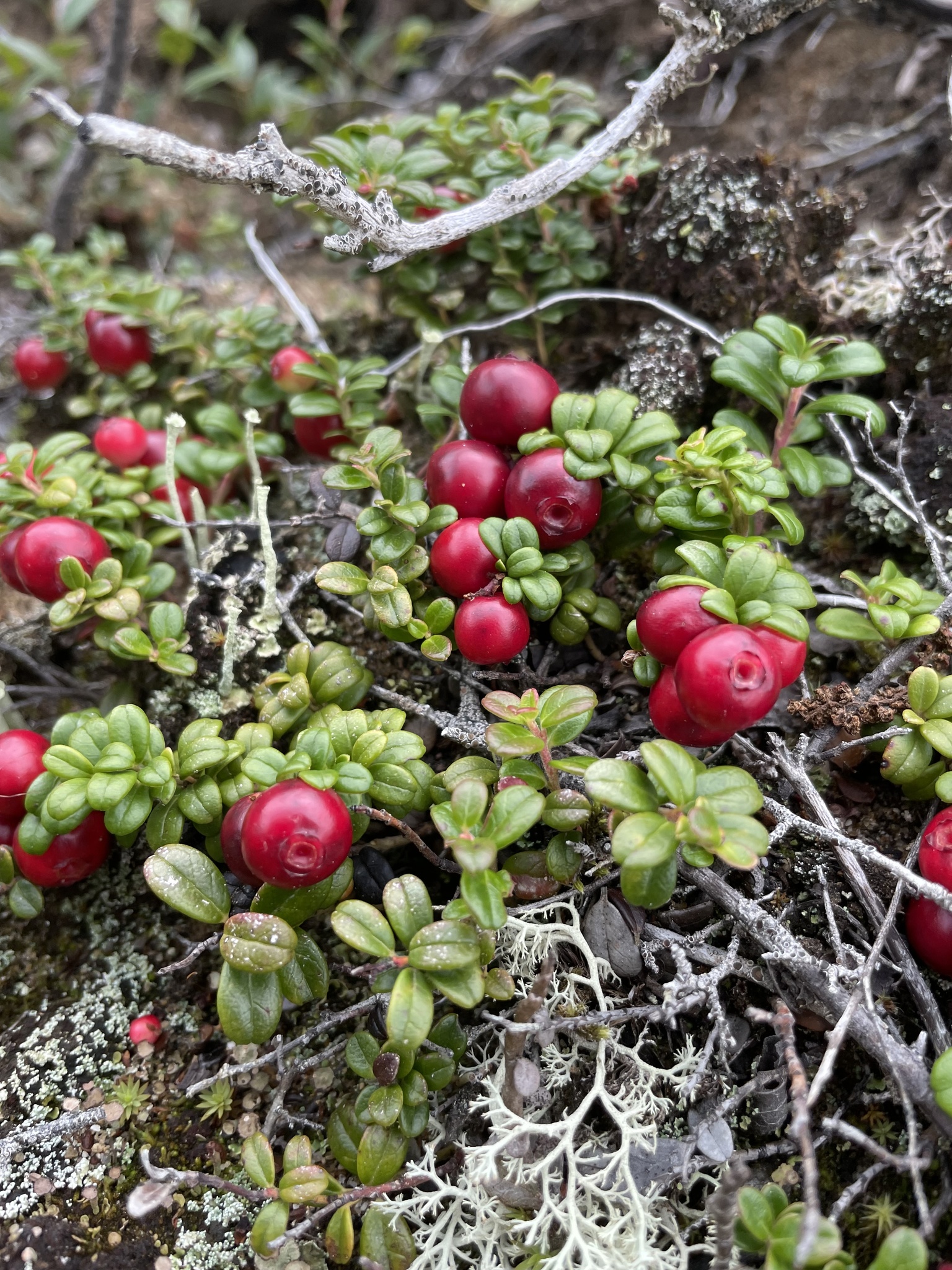 Photo of lingonberry with fruit.