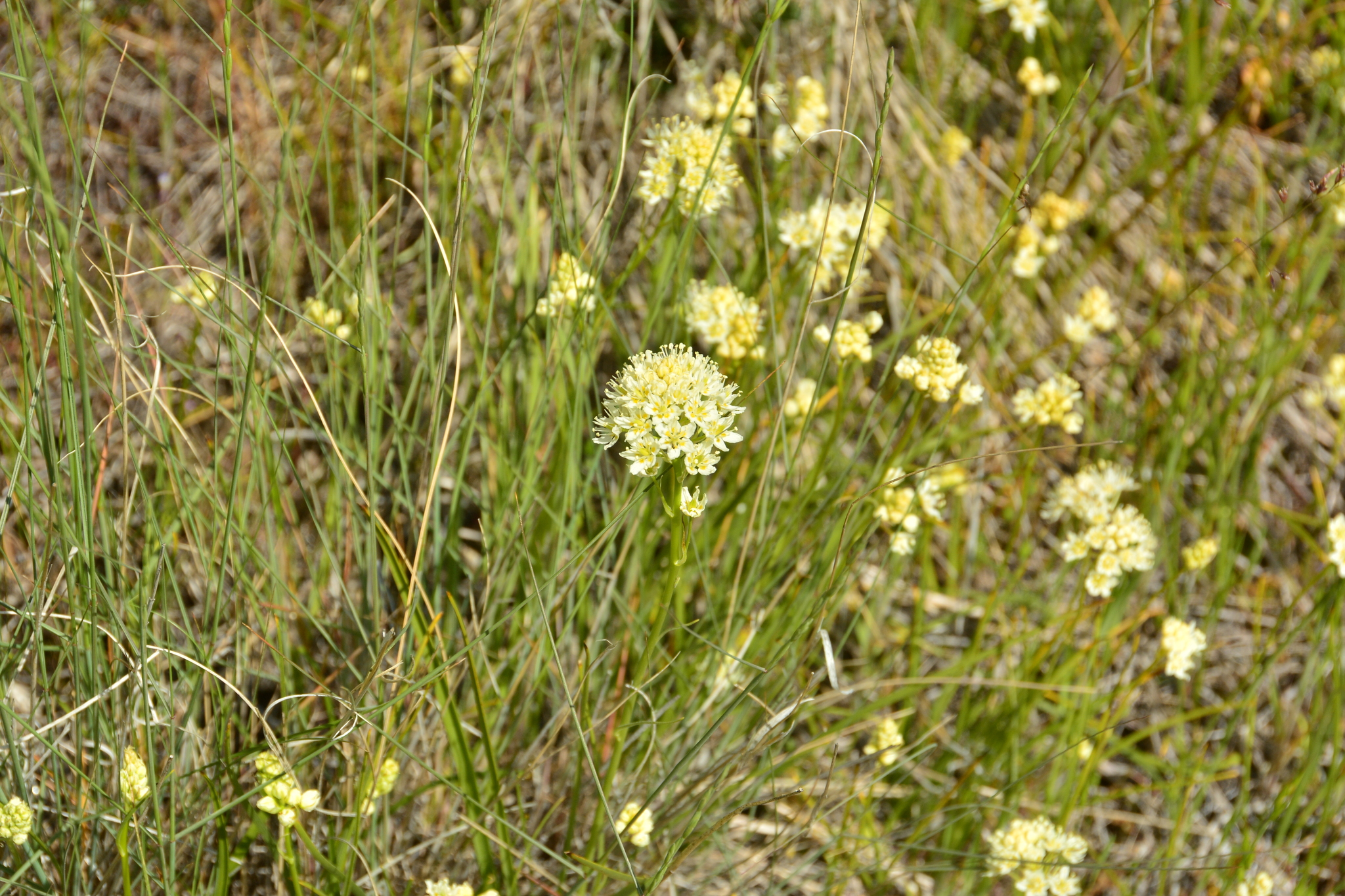 Photo of meadow deathcamas plants in bloom.