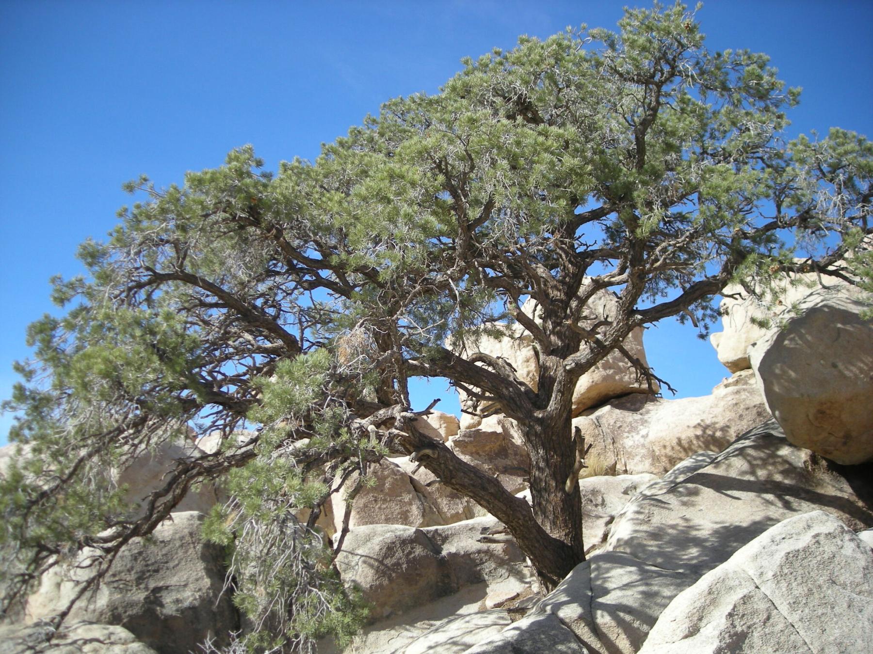 Photo of a small pine tree growing out of a hillside composed of medium to large boulders and very little other vegetation.
