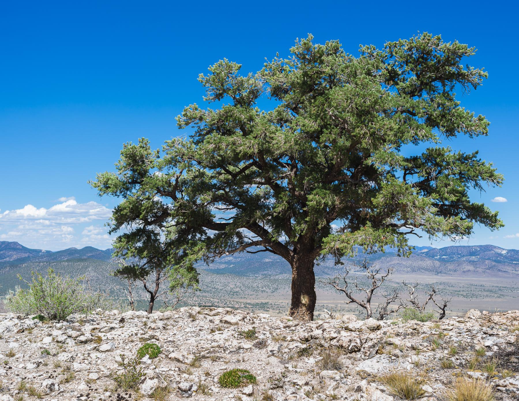 Photo of a large, living pine tree on a rocky hill top, with dead tree skeletons visible on the slope behind it.