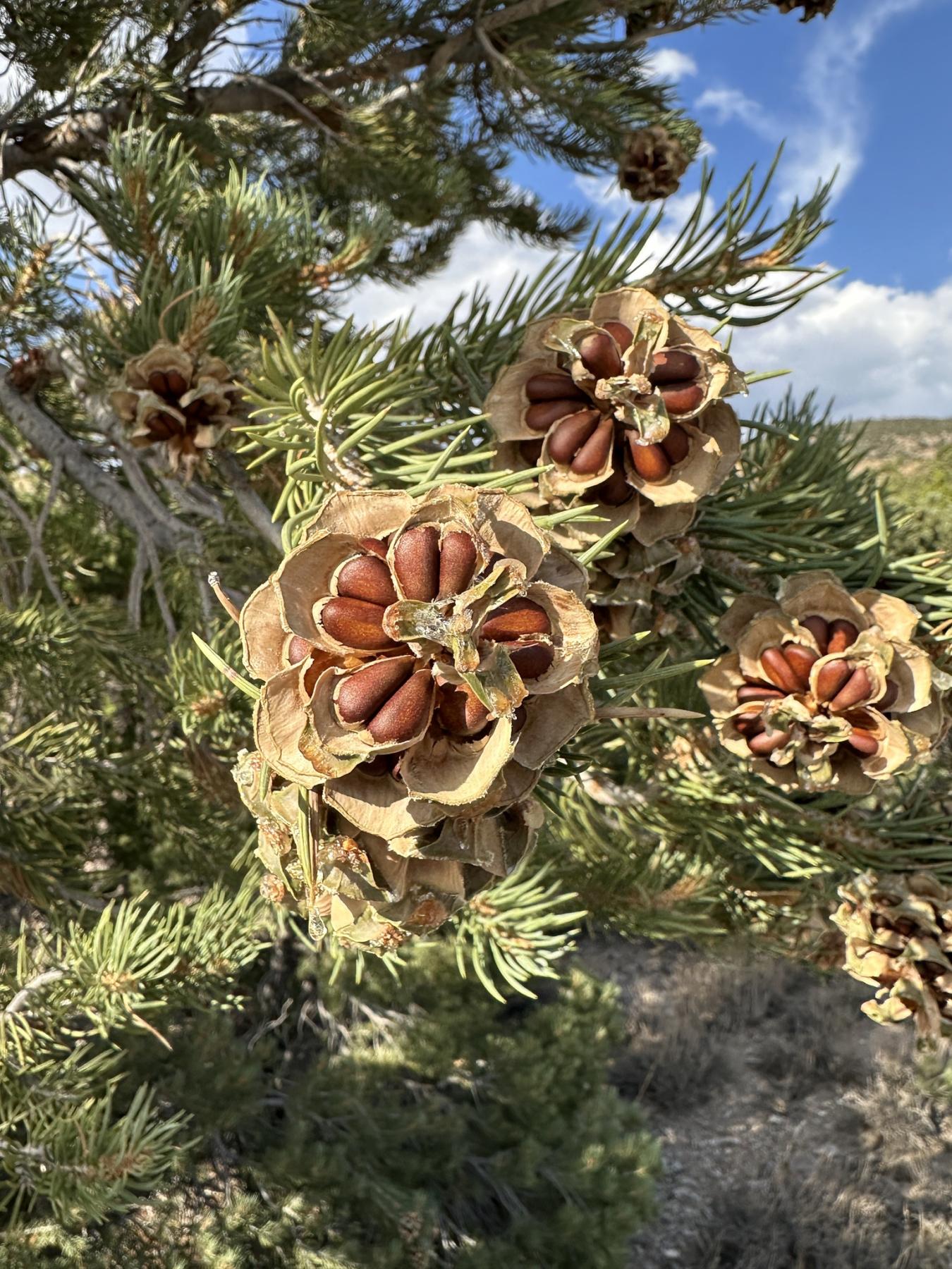 Close up photo of a cluster of pine cones at the end of a branch. The cones are open to reveal numerous large, brown seeds inside.