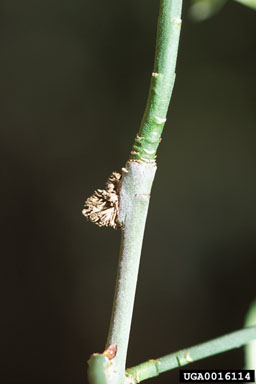 A photo of a narrow green stem with a brownish bulge at a node.