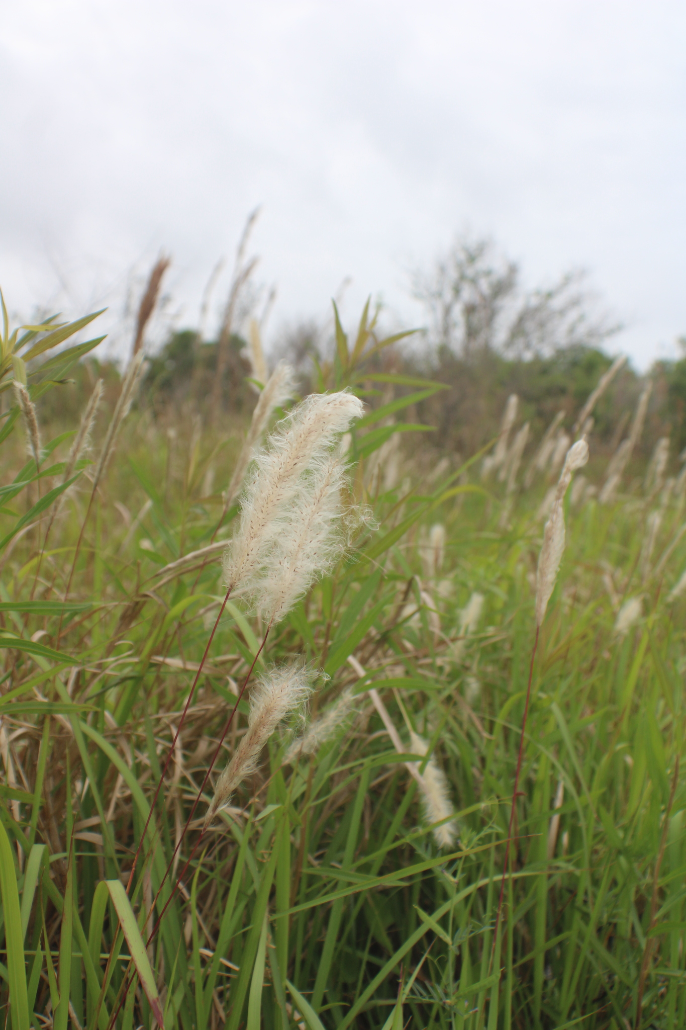 A photo of dense grass with thick, drooping leaves and upright, cottony tufts on reproductive stems.