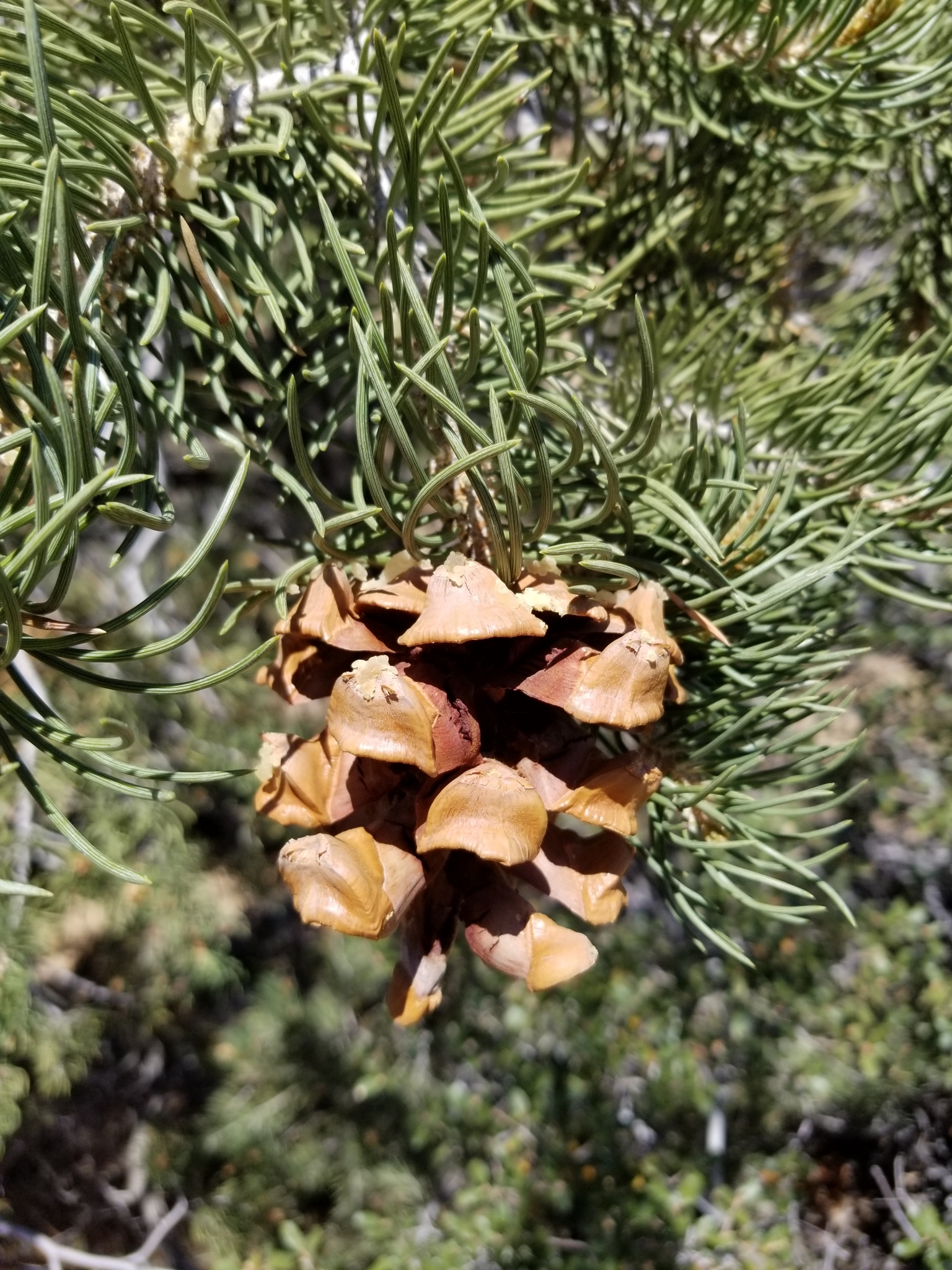Photo of singleleaf pinyon cone in the sunlight.