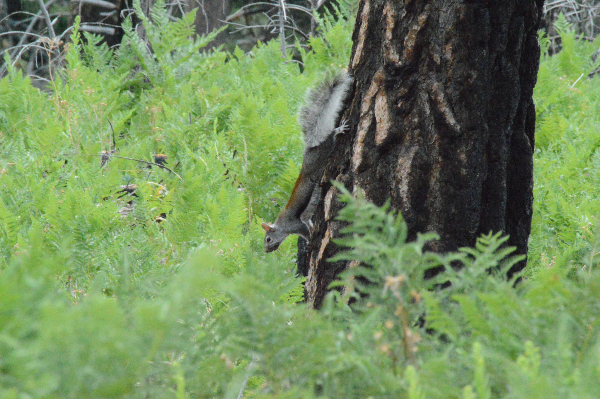 A photo of a squirrel clinging face down to a large burned tree trunk, surrounded by lush ferns.