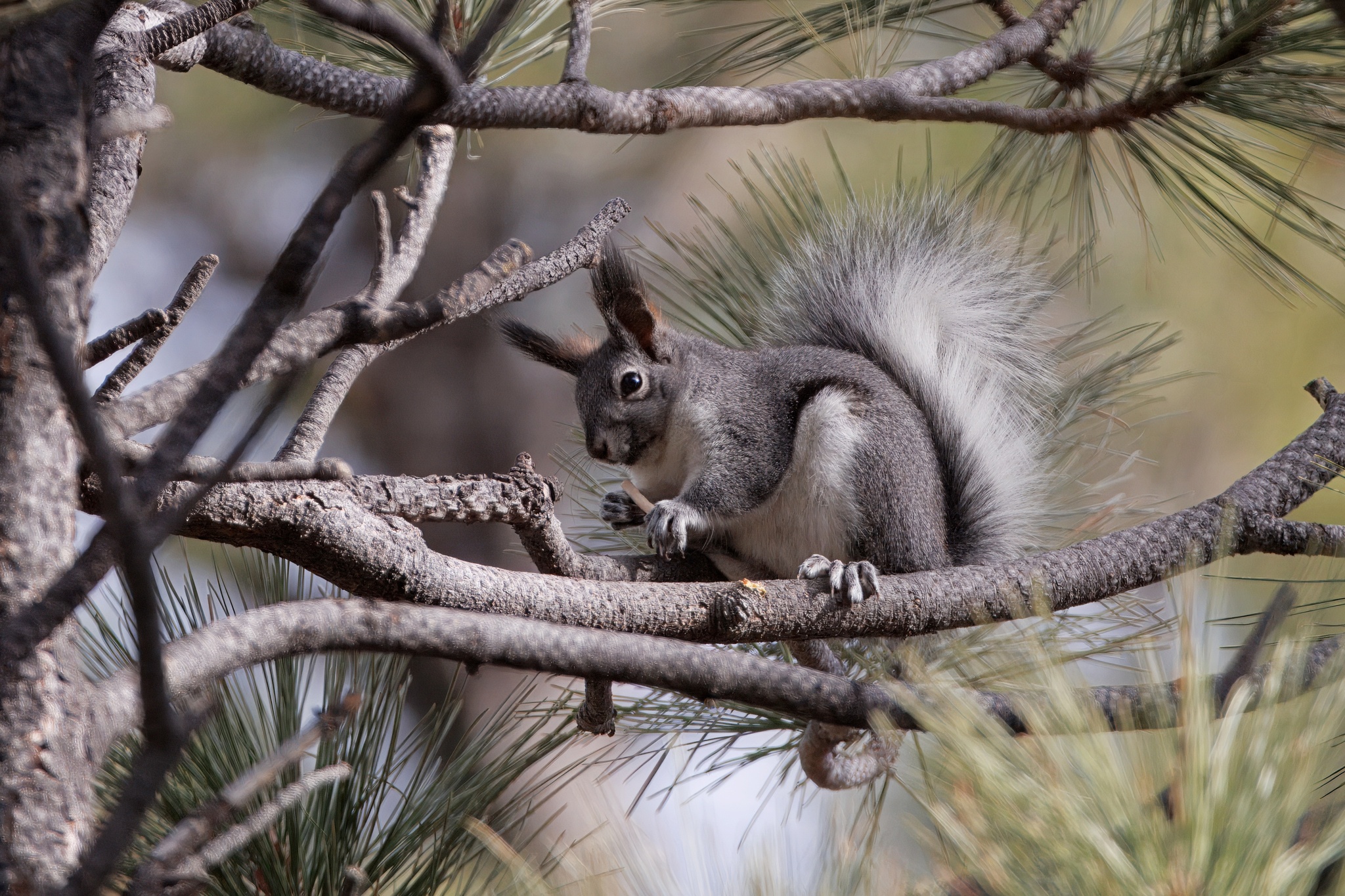 A photo of a gray and white squirrel with long pointed ear tufts sitting on a small pine tree branch.