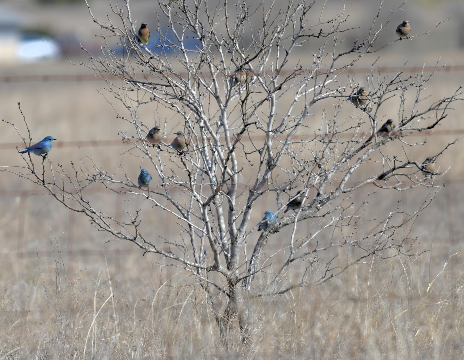 A photo of a flock of 10 blue and grey birds, plus one brown bird, in a small tree without leaves. The tree is growing in an open field surrounded by dry, brown grass.
