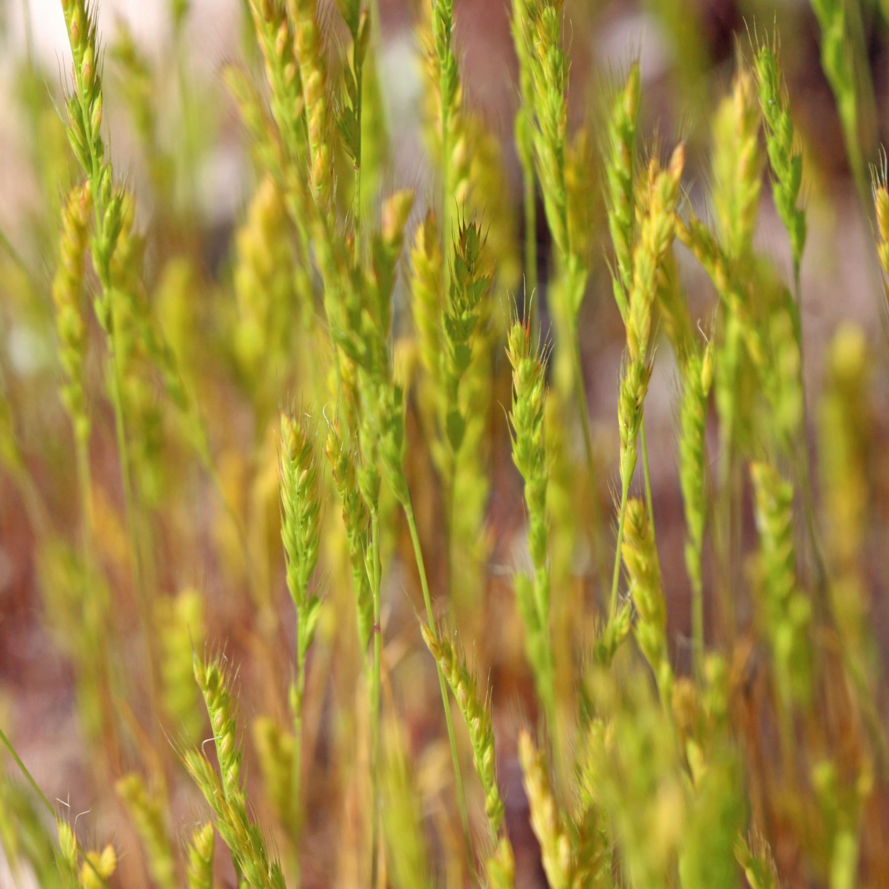 A photo of bright green grasses with upright stems, with more stems of the same grass out-of-focus in the background.
