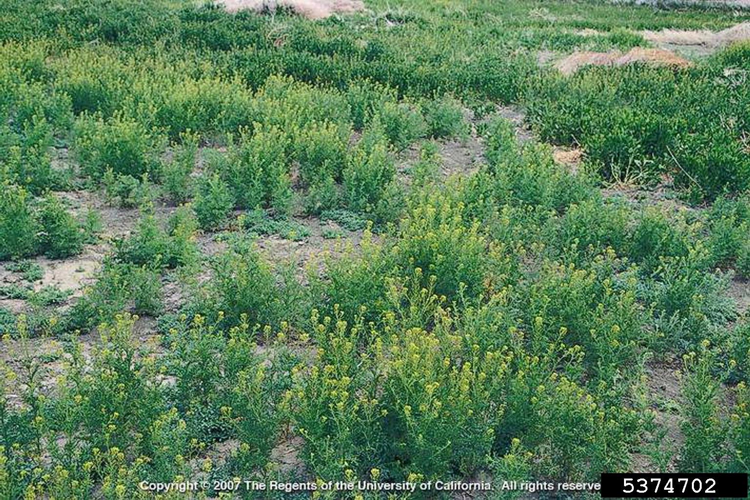Photo of a field filled with a bunchy green plant with yellow flowers and some areas of bare ground.