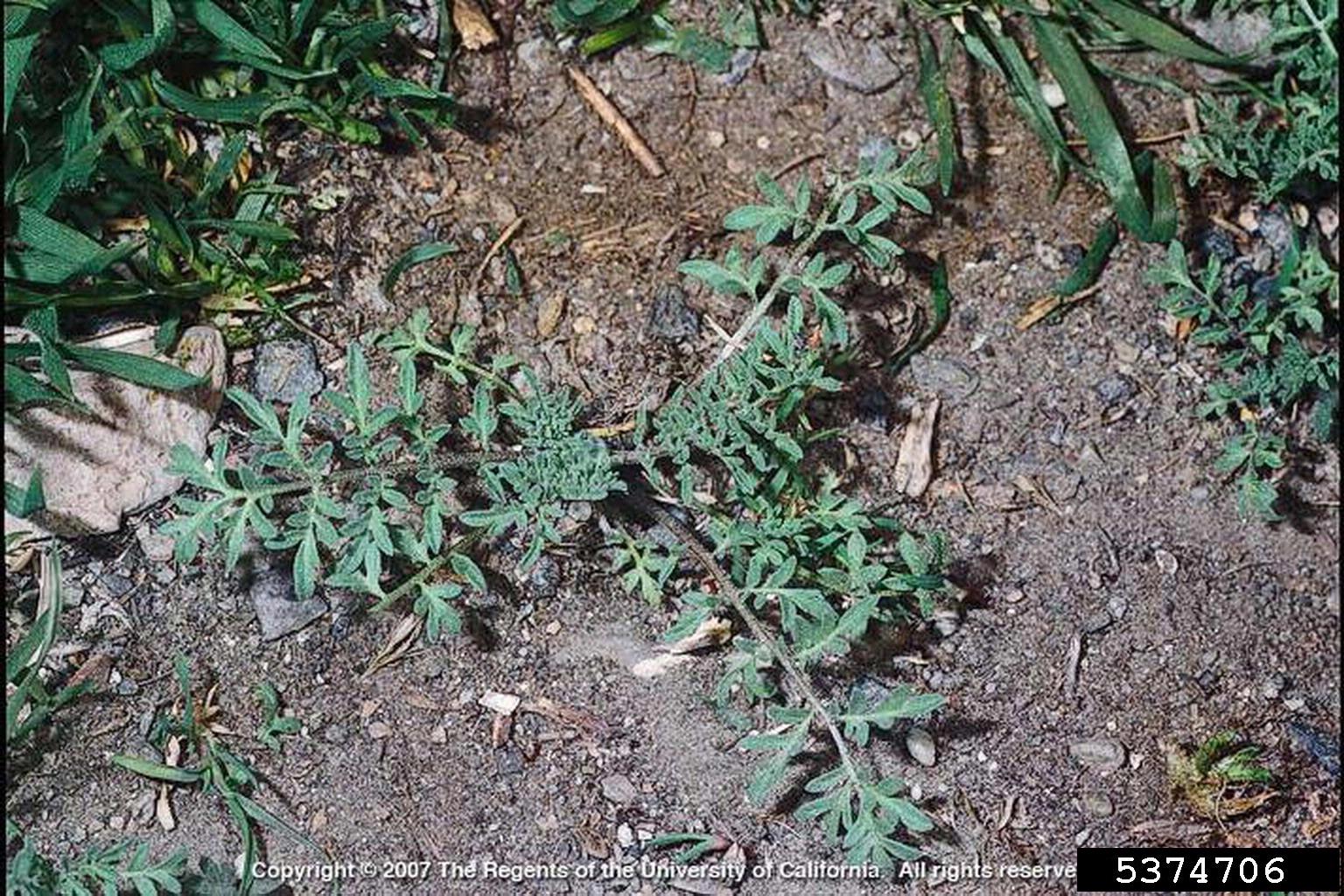 Overhead photo of a plant rosette with a few stems covered with finely divided leaves, growing on mostly bare ground.
