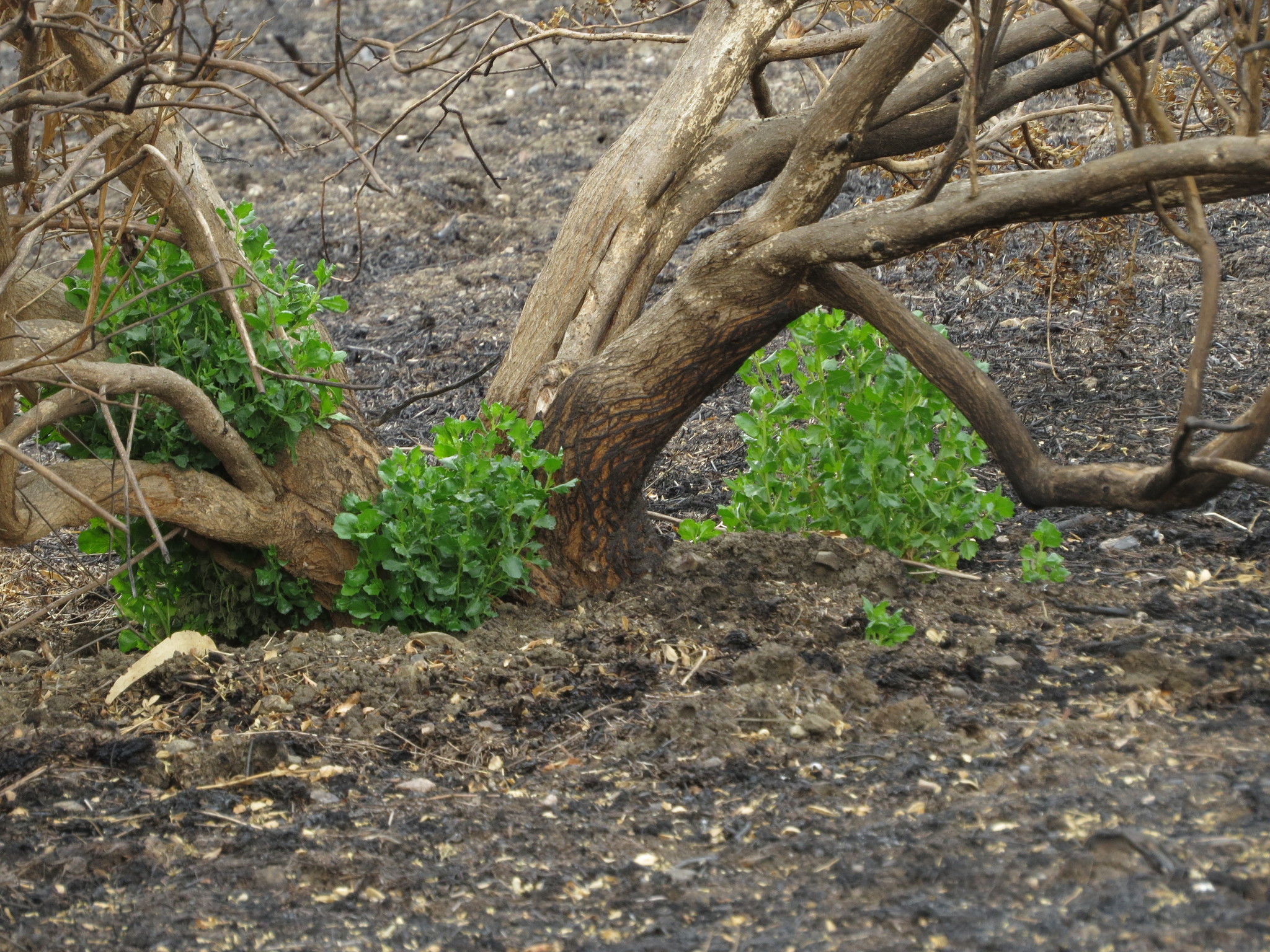 A photo of the base of a woody shrub. The surrounding ground is bare soil with visible char. The shrub itself is completely lacking leaves on branches, but bright green stems with leaves sprout from the base of the plant and from next to the base.