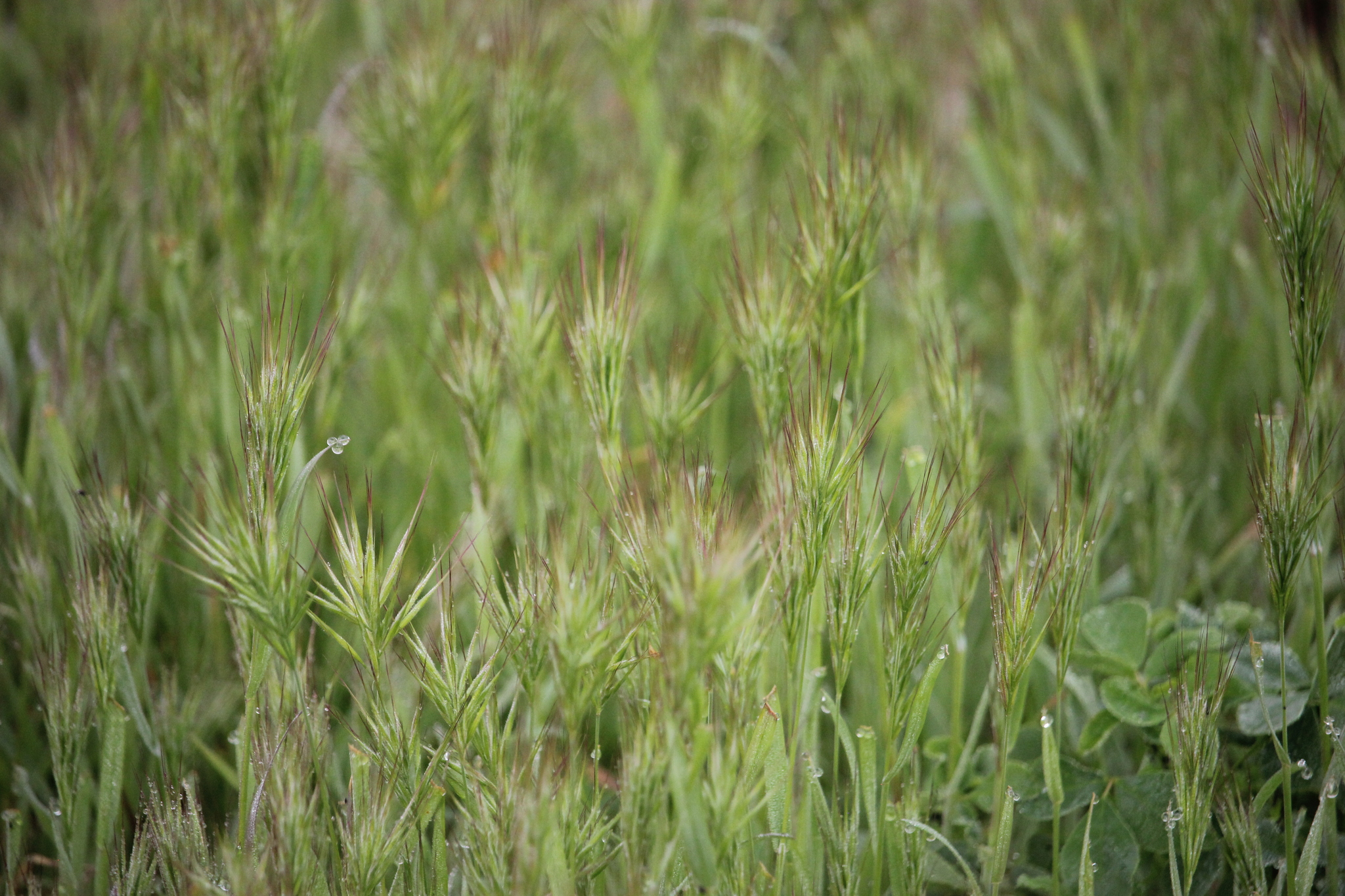 A photo of dense, green annual grasses with seedheads forming upright tufts. Different species of grasses and forbs are visible, but compact brome dominates the vegetation.