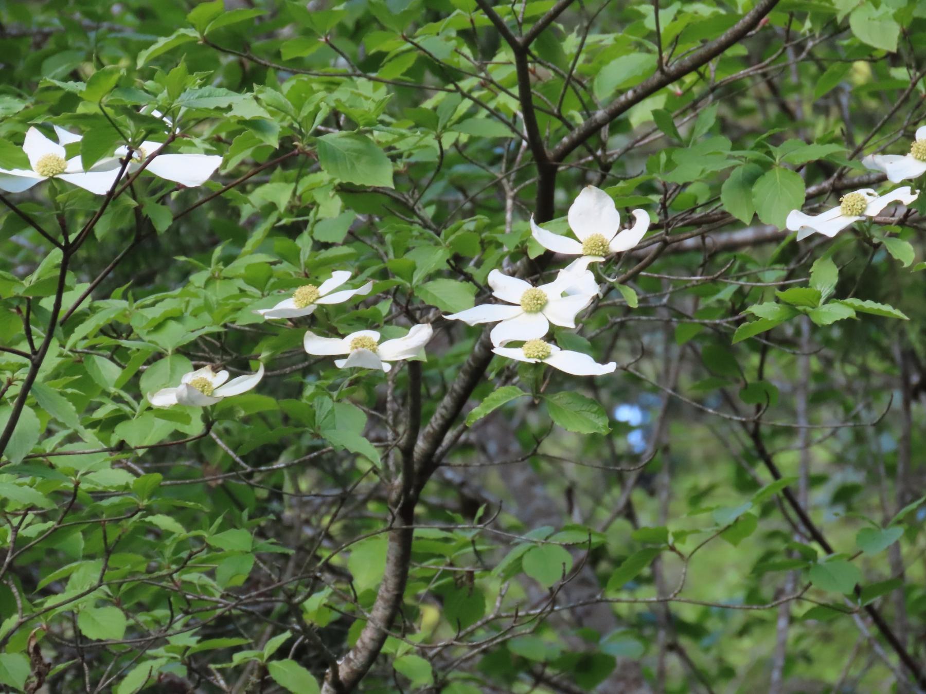 Photo of Pacific dogwood tree with blooms. 