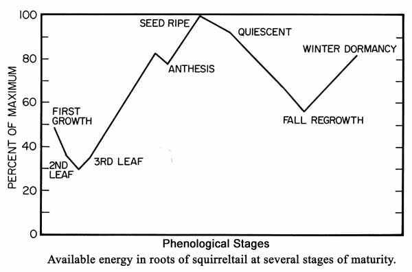 A graph with "percent of maximum" on the y-axis and "phenological stages - available energy in roots of squirreltail at several stages of maturity" on the x-axis. Peaks and valleys along the line are labeled "first growth", "2nd leaf", "3rd leaf", "anthesis", "seed ripe", "quiescent", "fall regrowth", and "winter dormancy".
