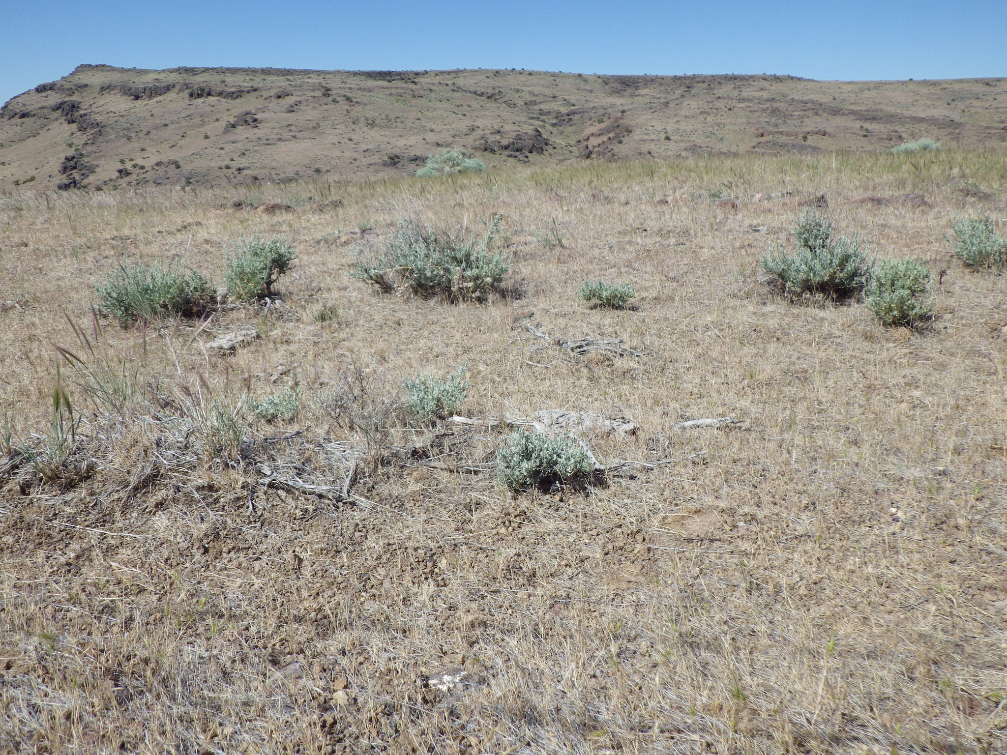 A photo of low grasses growing with scattered shrubs in a somewhat dry, steppe-like area that appears to be transitioning to a weedy grassland after a fire.