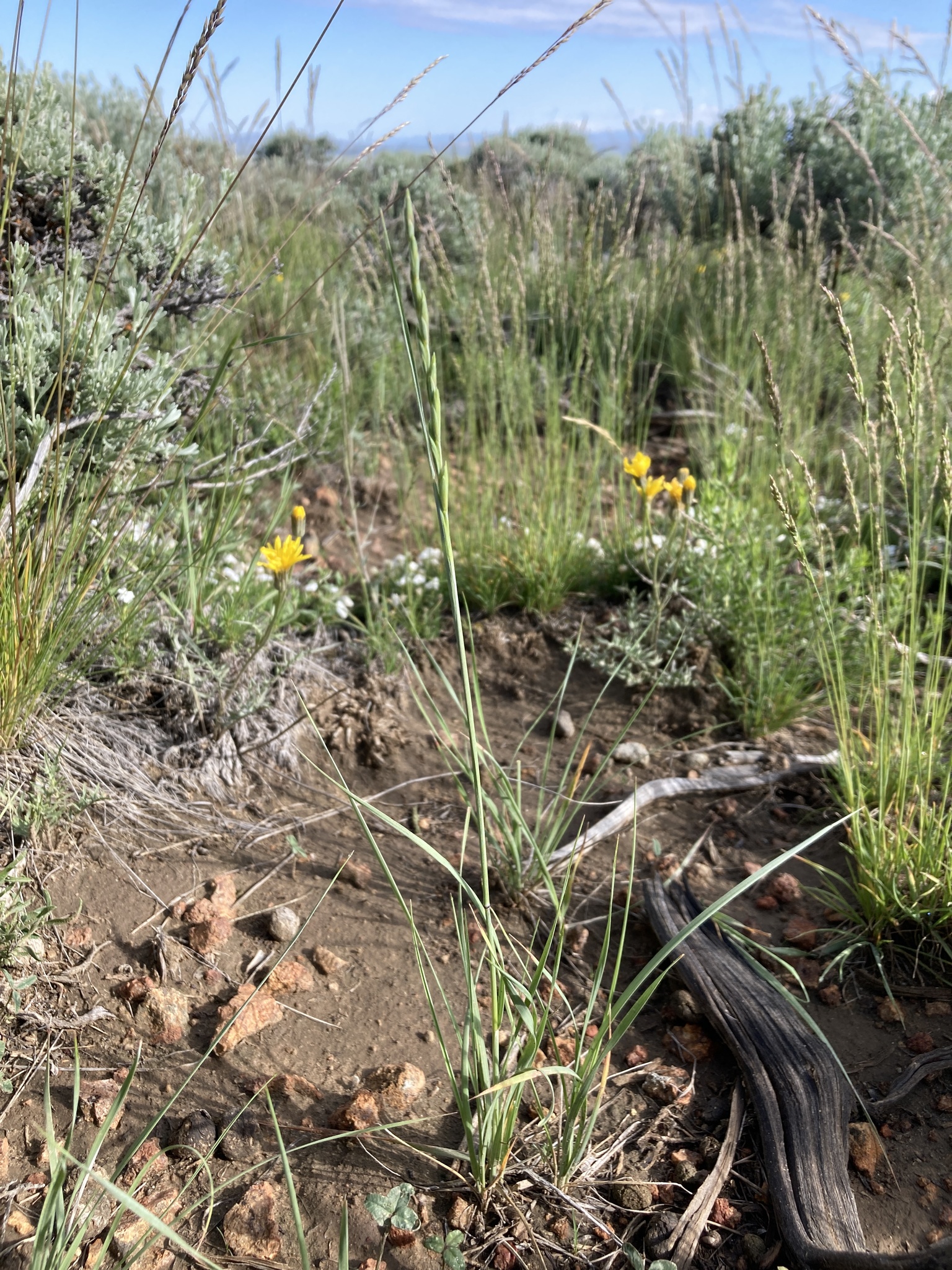 A photo of a narrow grass with a small cluster of blue-green basal leaves growing with other grasses and forbs, with regularly spaced sagebrush growing behind.