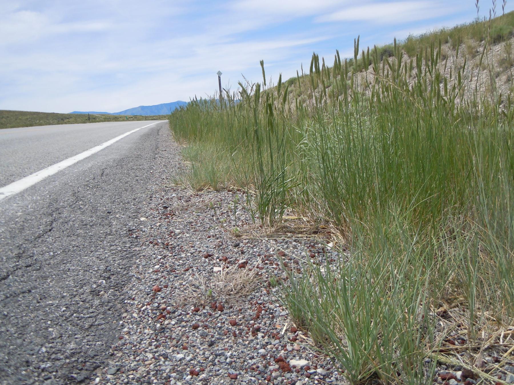 A photo of a roadside taken from a low perspective, with the road extending into the distance on the left side of the photo and green bunchgrasses growing along the roadside on the right side of the photo.