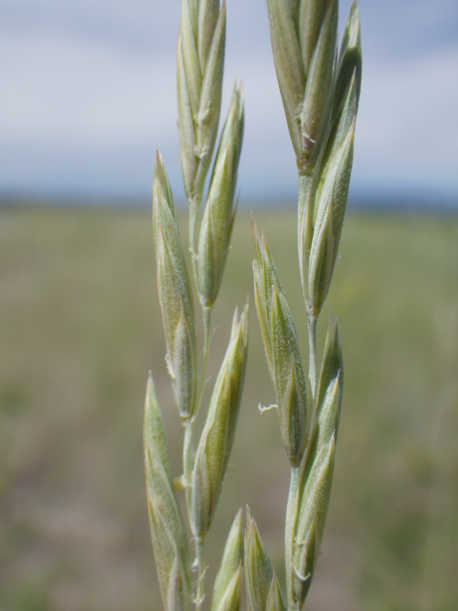A photo of the flowering reproductive spikes of a grass, with narrow spikelets forming erect, compact spikes.