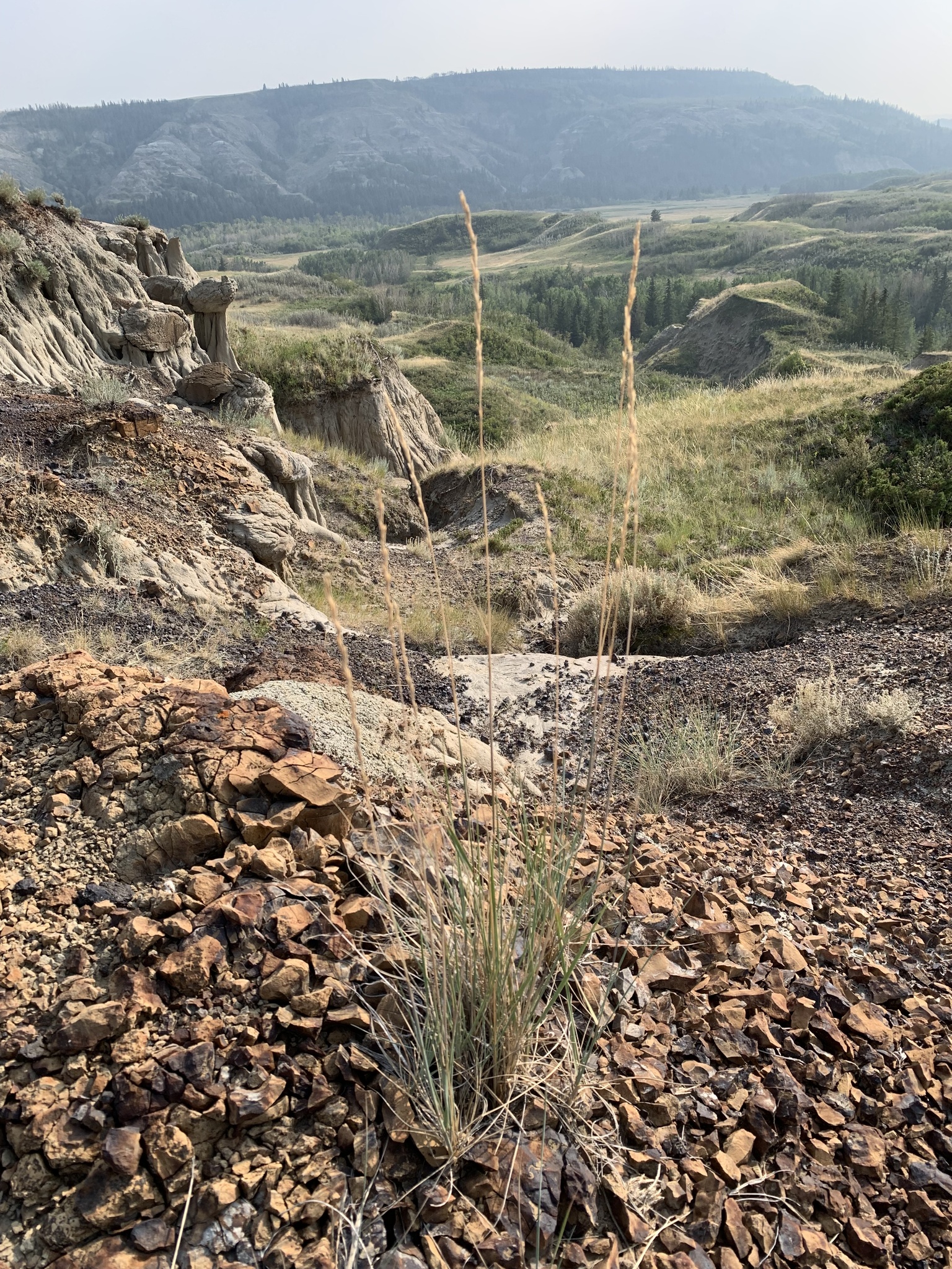A photo of a grass with a cluster of short, upright basal leaves and tall, golden reproductive stems growing in a rocky substrate at the side of a steep slope. Eroded sides of the hill lead into a grass-covered valley with trees along a stream. A large conifer-covered hill is in the background.
