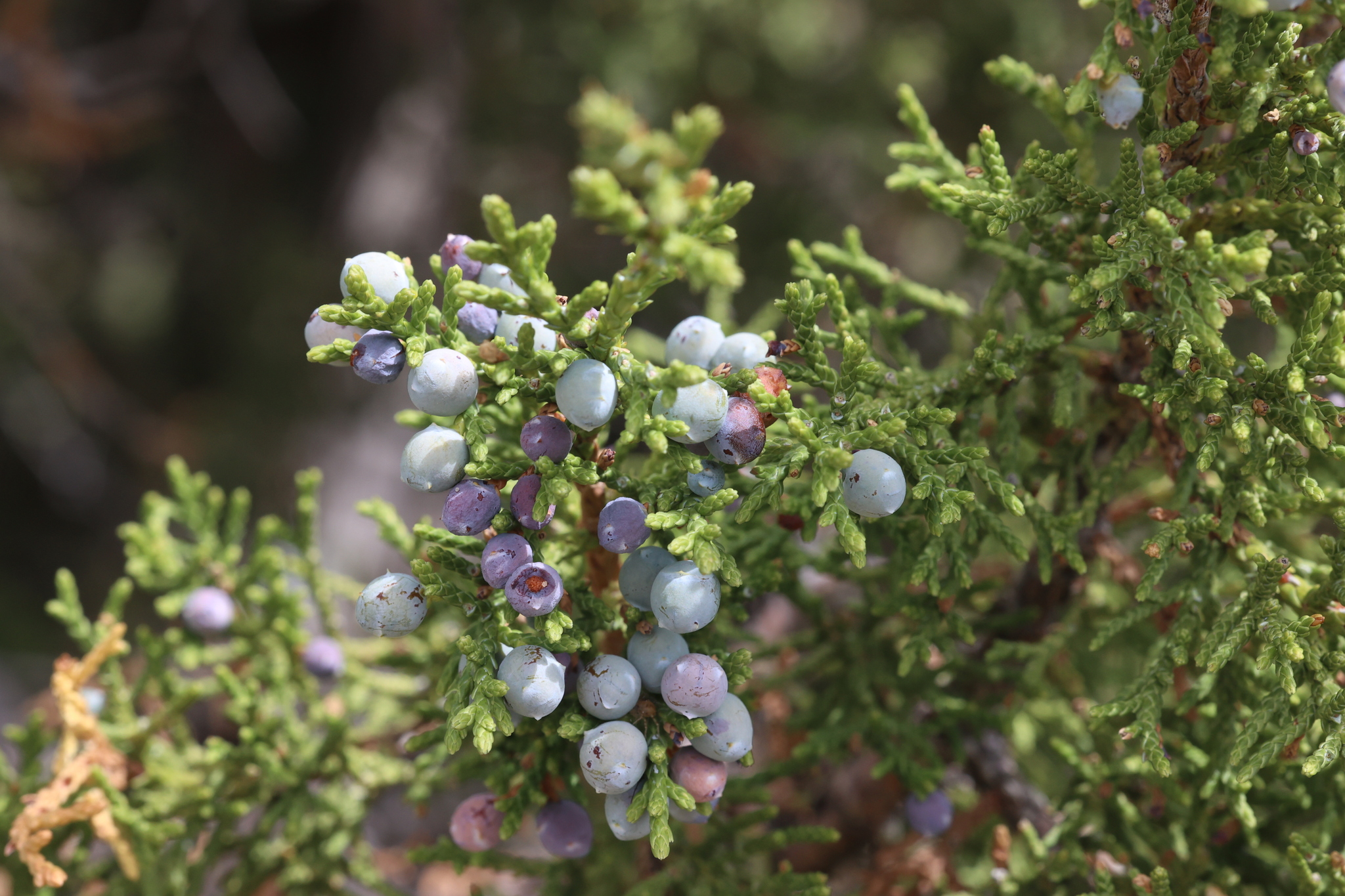 Photo of oneseed juniper with berries.
