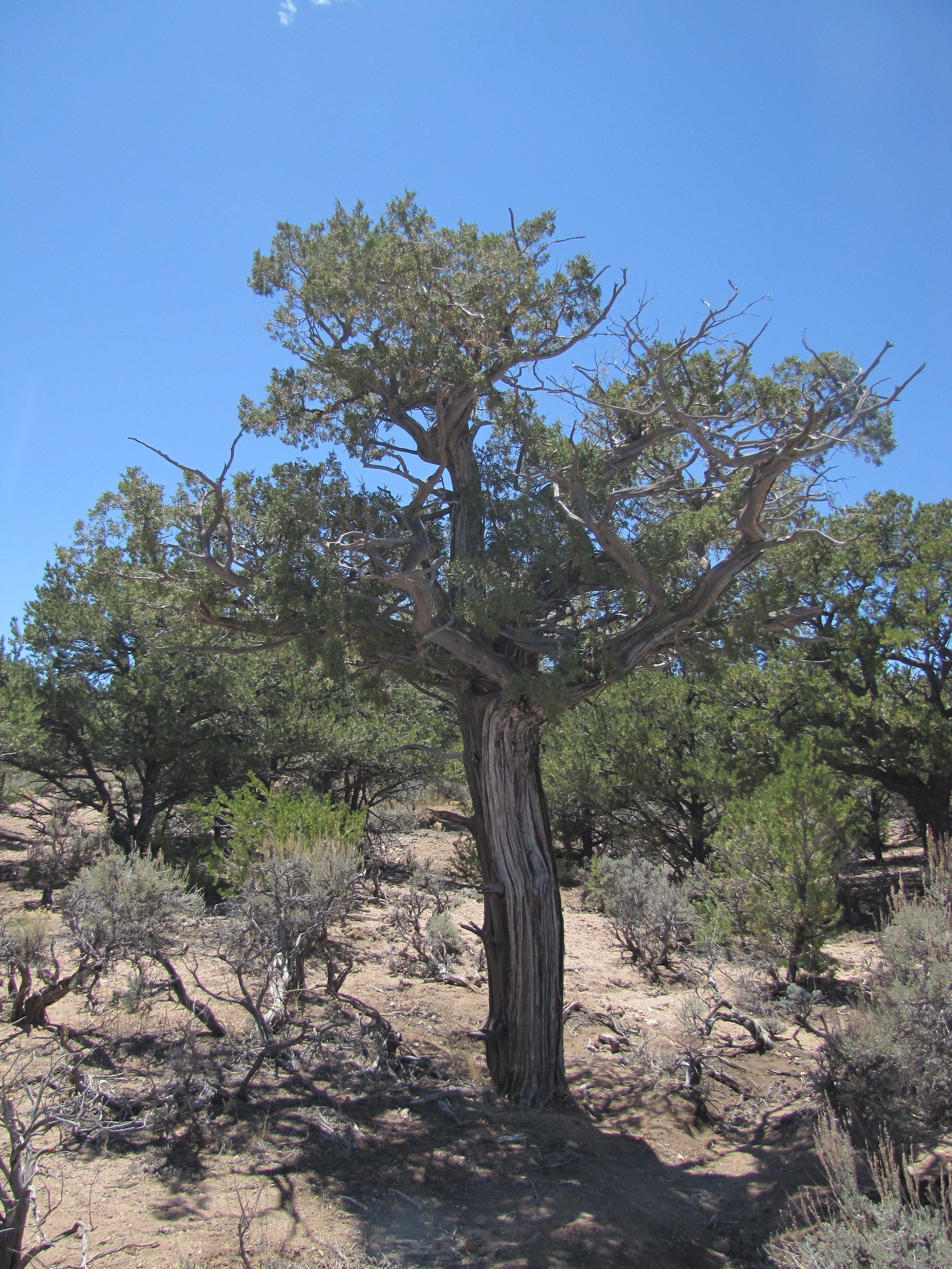 Photo of oneseed juniper tree growing in desert.