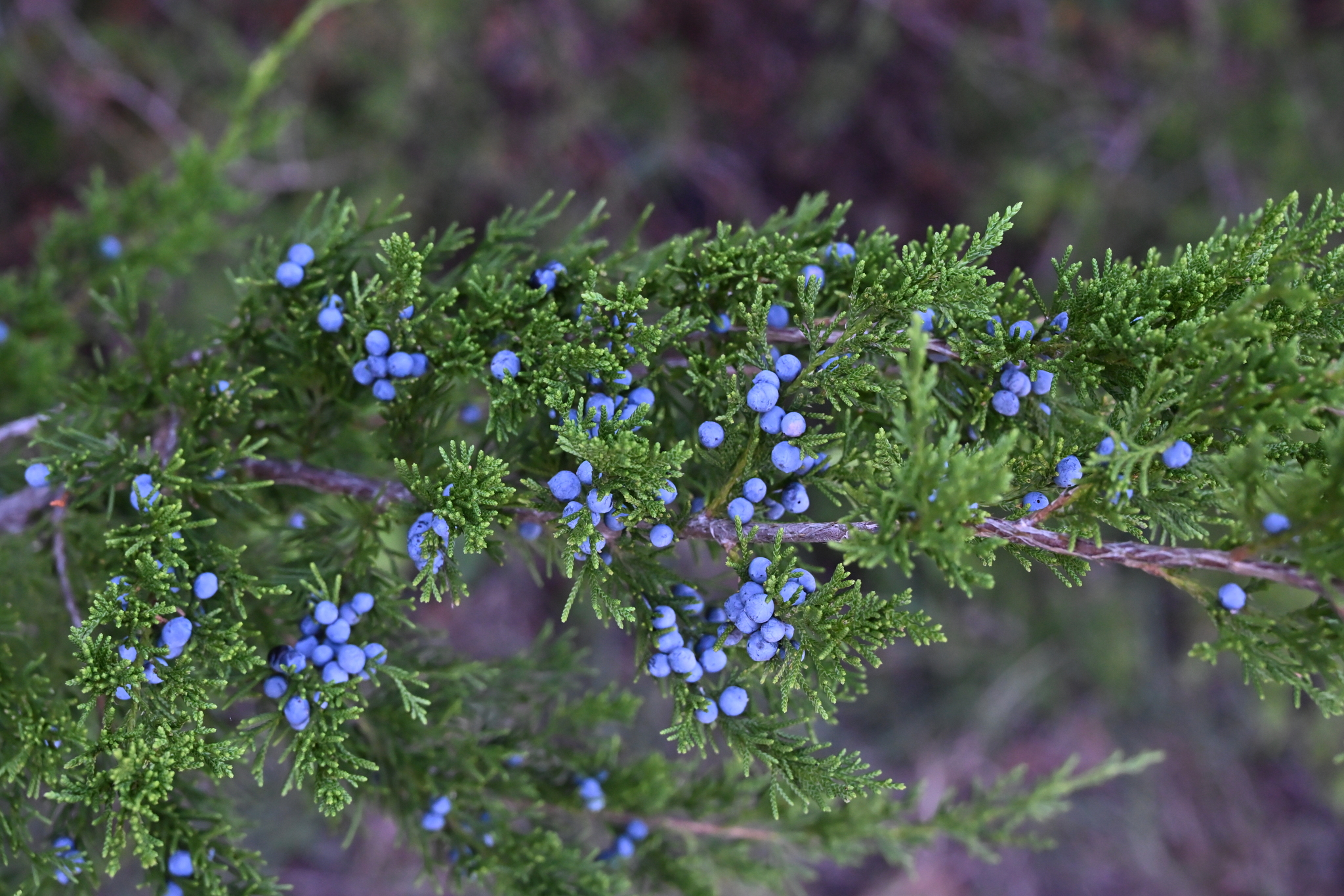 Photo of a tree branch with coarse, dark green, needle-like leaves and blue, berry-like cones.