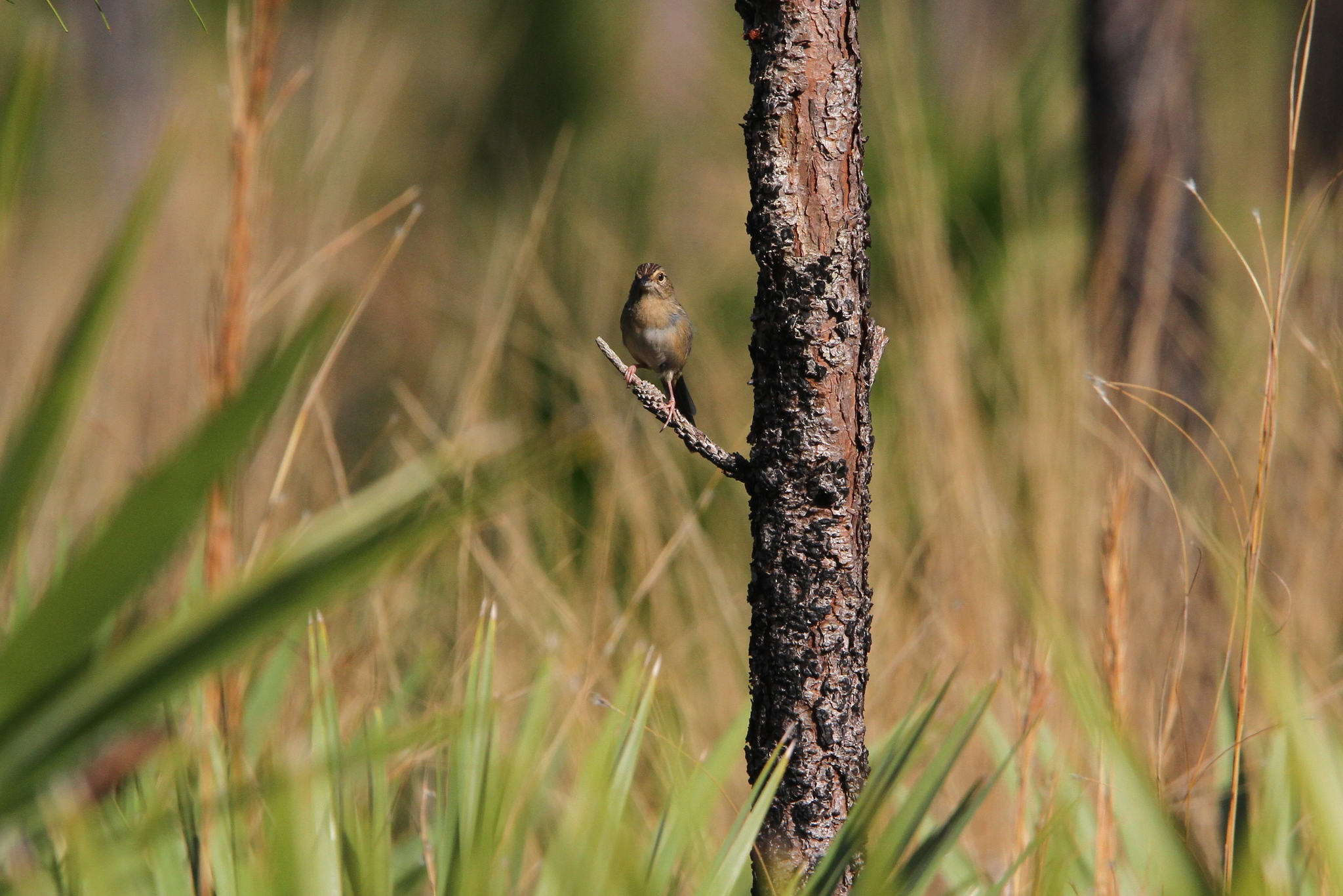 A photo of a small brown sparrow standing on the branch of a narrow, burned pine tree. The bird is perched just above the understory, which is mostly palm-like palmetto plants.