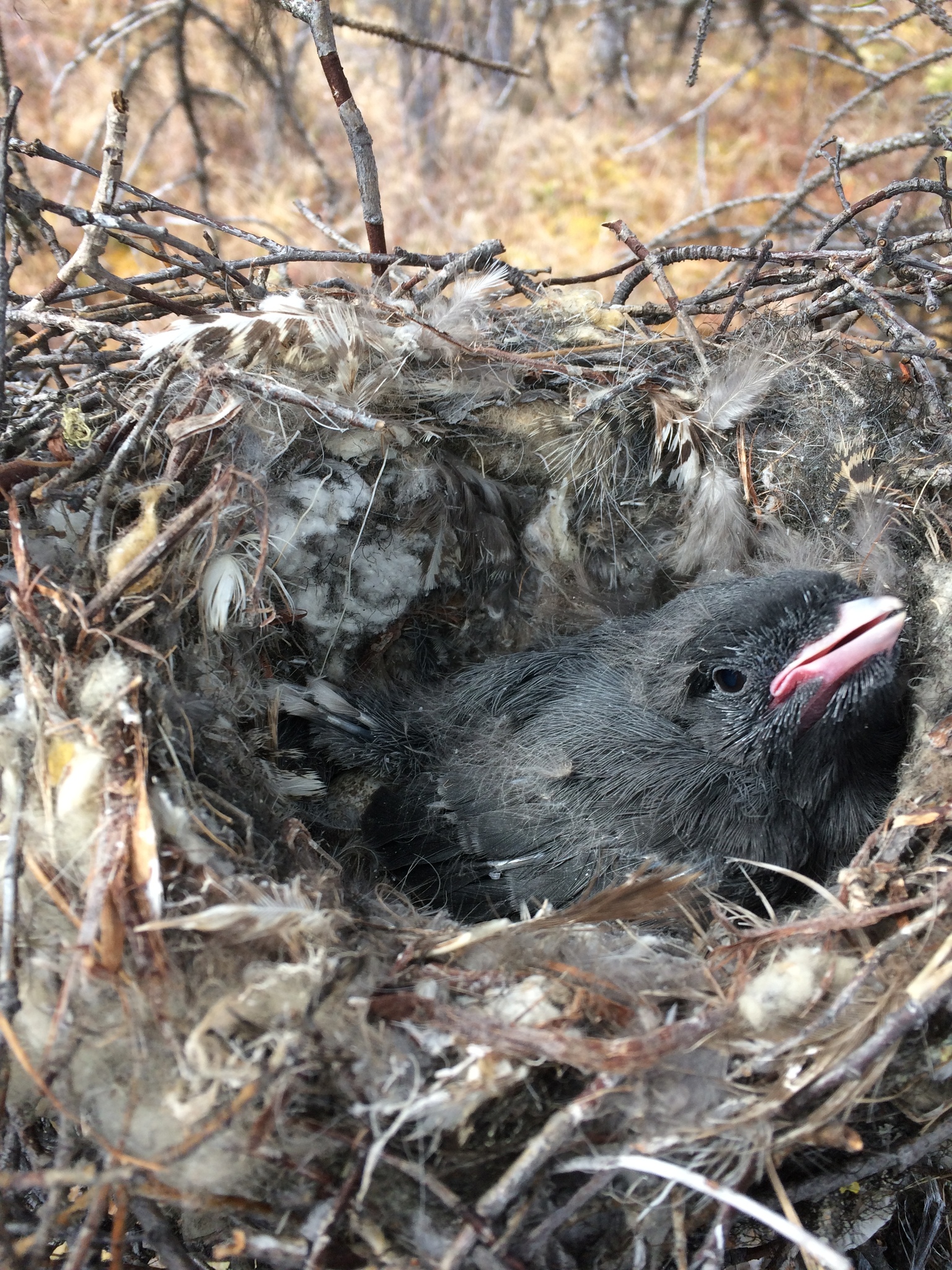 A photo of a dark gray baby bird with a pink beak sitting in an open cup nest. The nest is lined with soft, fluffy material.