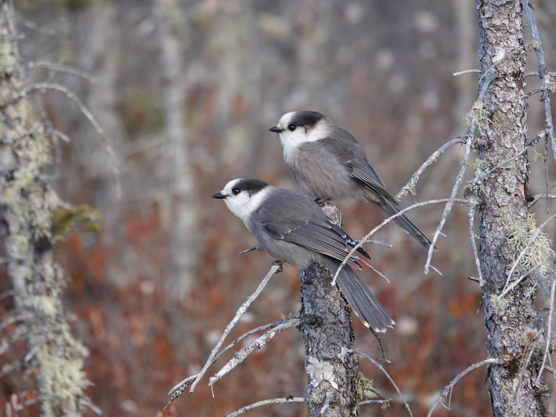 A photo of two gray and white birds with black masks perched on thin branches in a winter forest.
