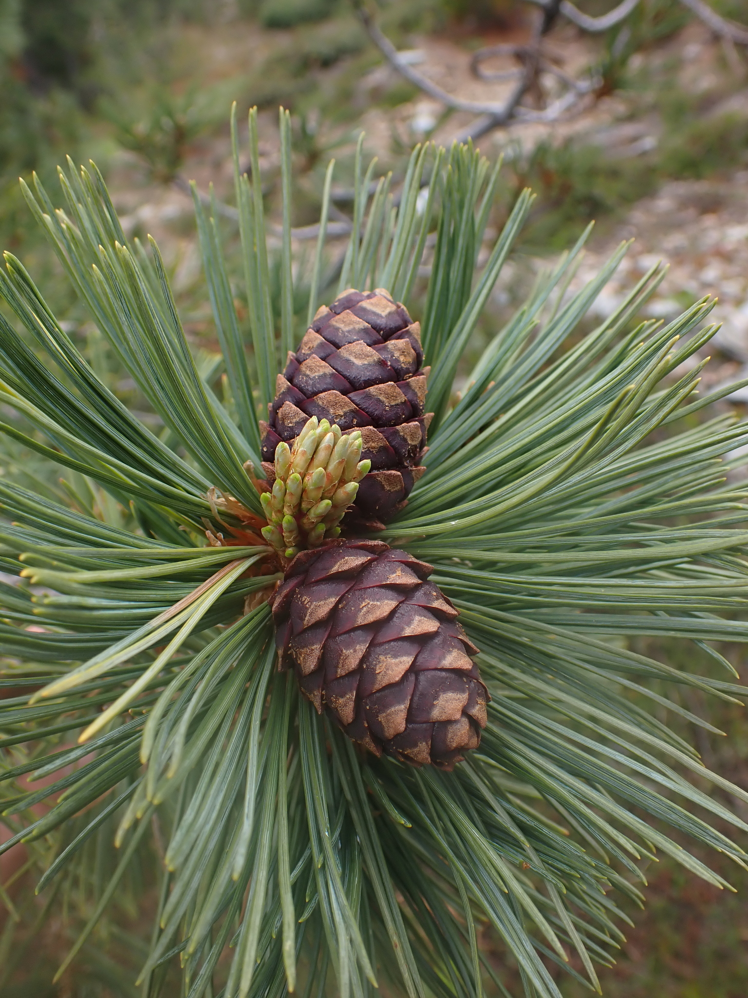 Photo of whitebark pine cones on the end of a branch.