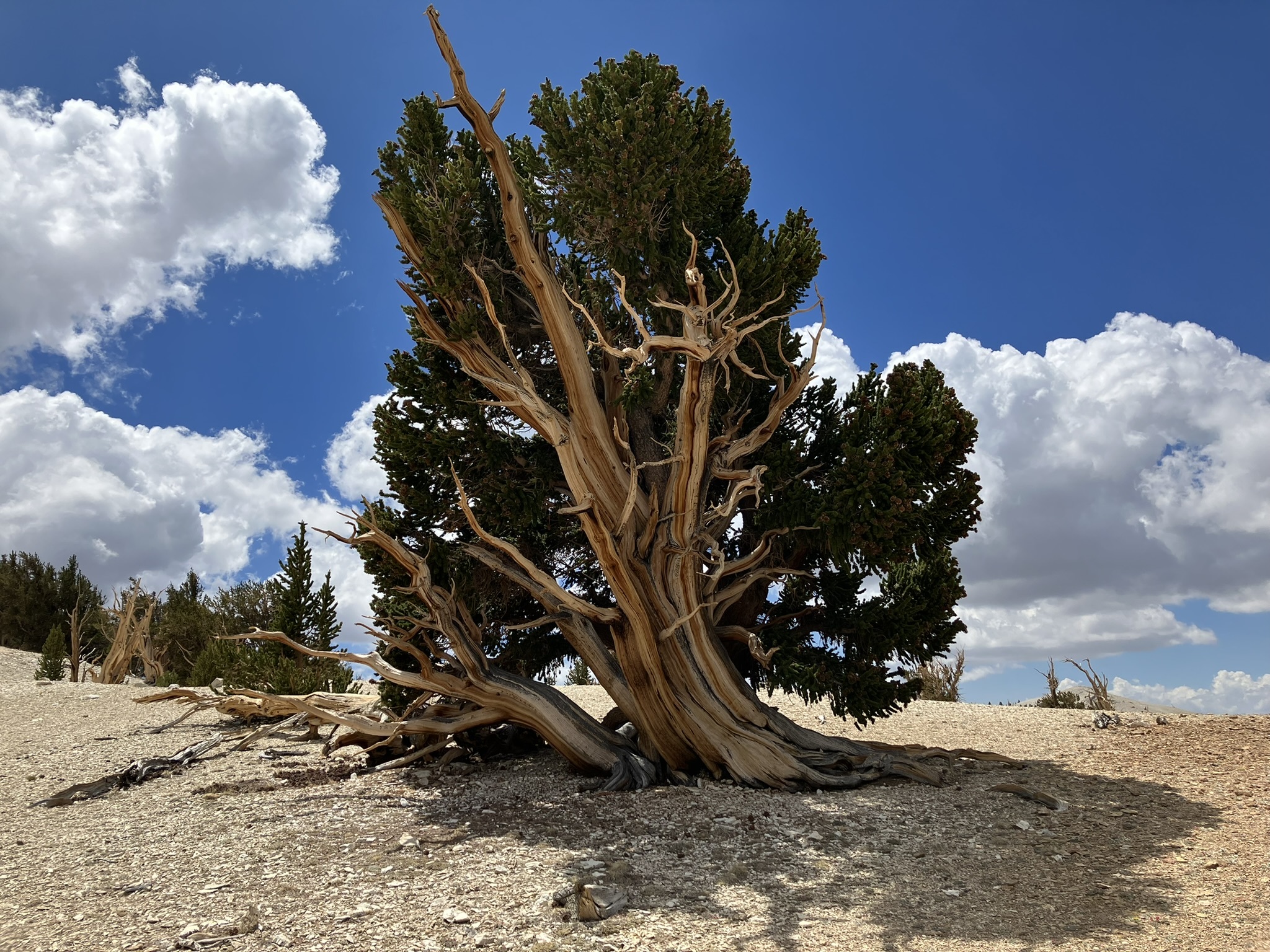 Bristlecone Pine Wallpaper