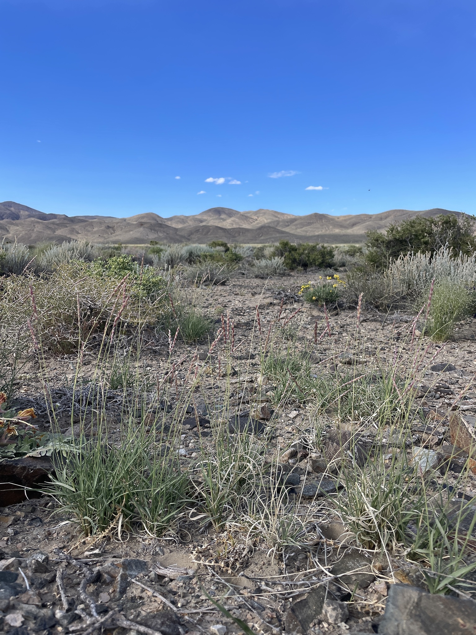 A photo of several spreading bunchgrasses with reproductive stems much taller than the leaves. A variety of shrubs and forbs grow at widely spaced intervals, with rocky bare ground around plants and desert hills rising in the background.
