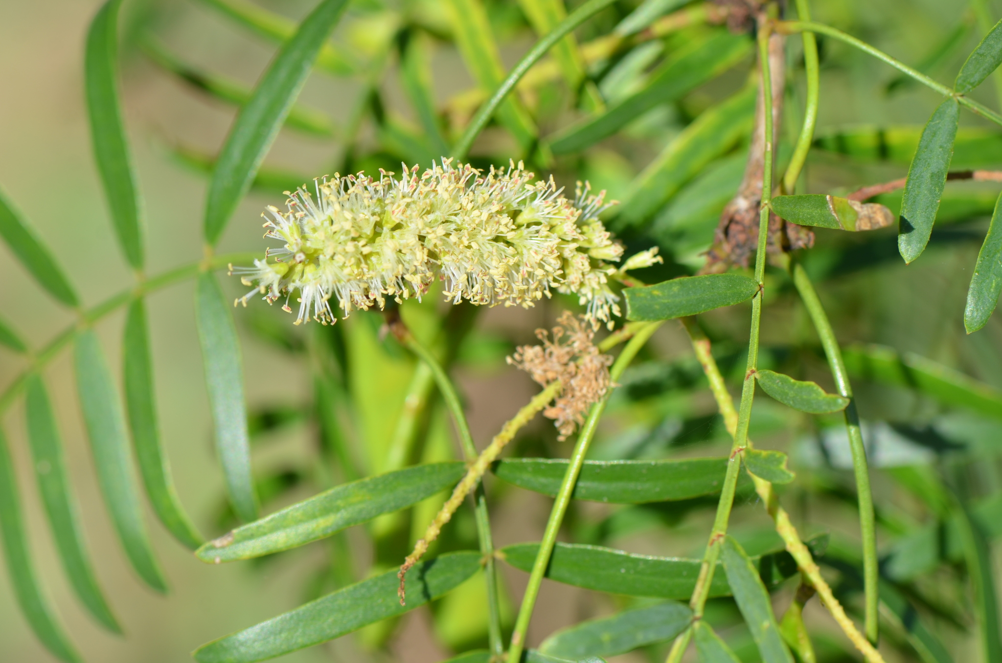 Photo of honey mesquite raceme.