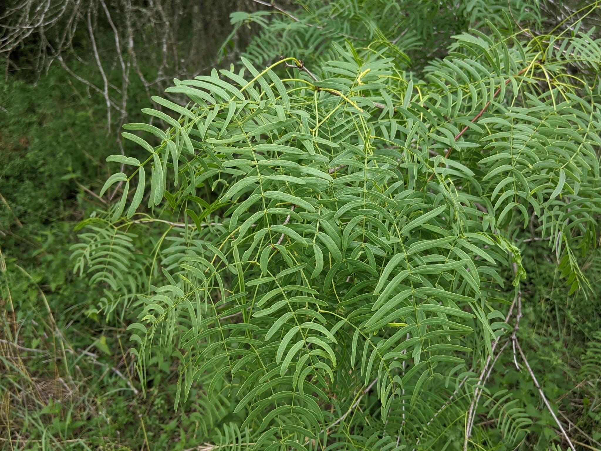 Photo honey mesquite foliage.