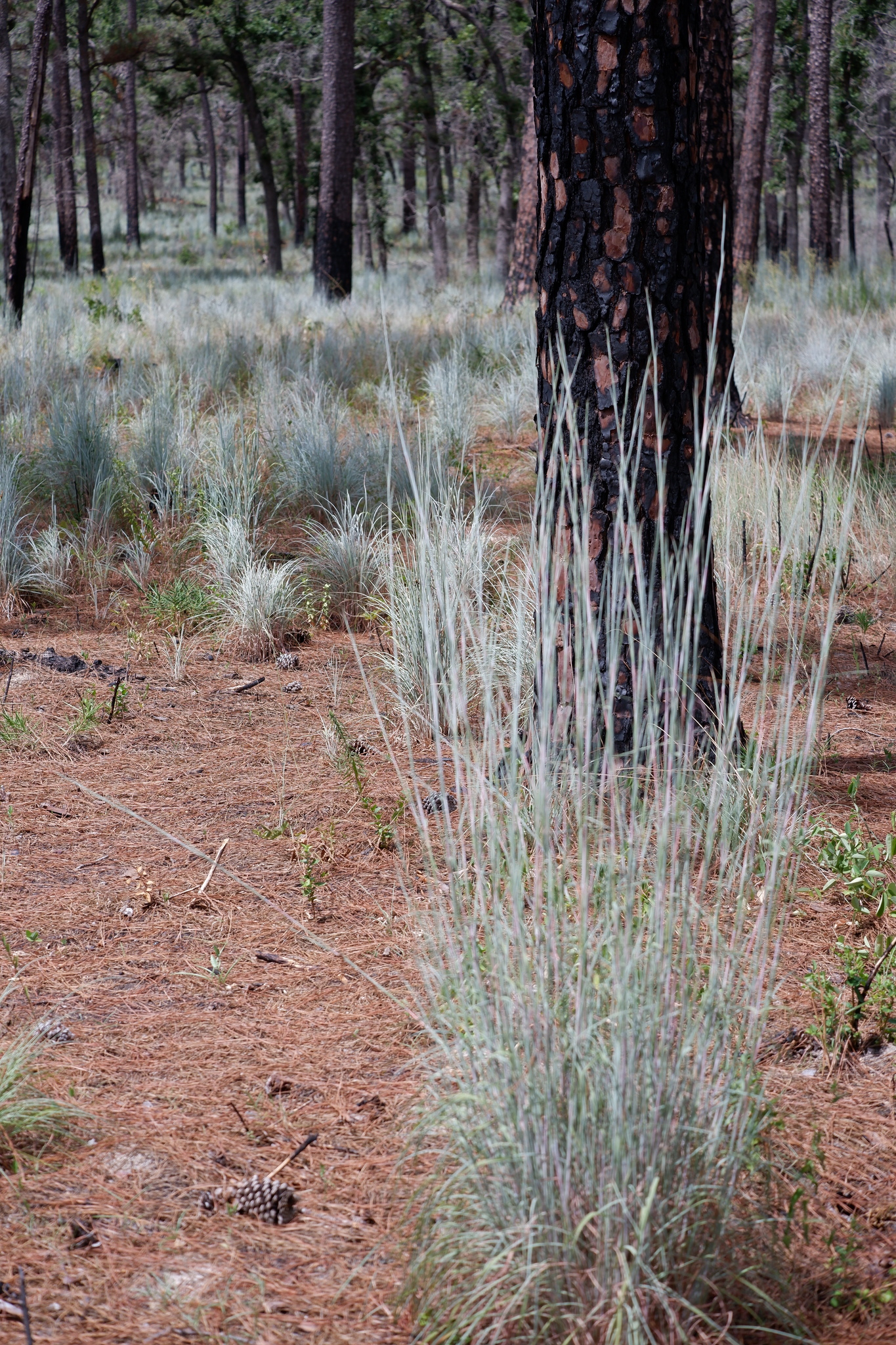 A photo of blue-green bunchgrasses with upright reproductive stems growing in a forest with visibly charred tree trunks. The blue-green grass dominates the understory with a few small forbs and possibly resprouting shrubs growing between. There are wide patches of bare ground between many plants, mostly covered with reddish pine needles with scattered pinecones.