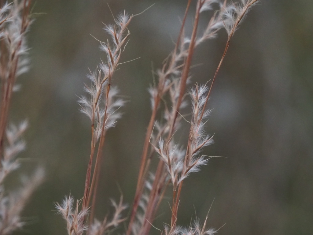 A photo of fruiting spikes of a gras, with most seed having a bent awn and a white tuft, lending the reproductive spikes a fluffy look.