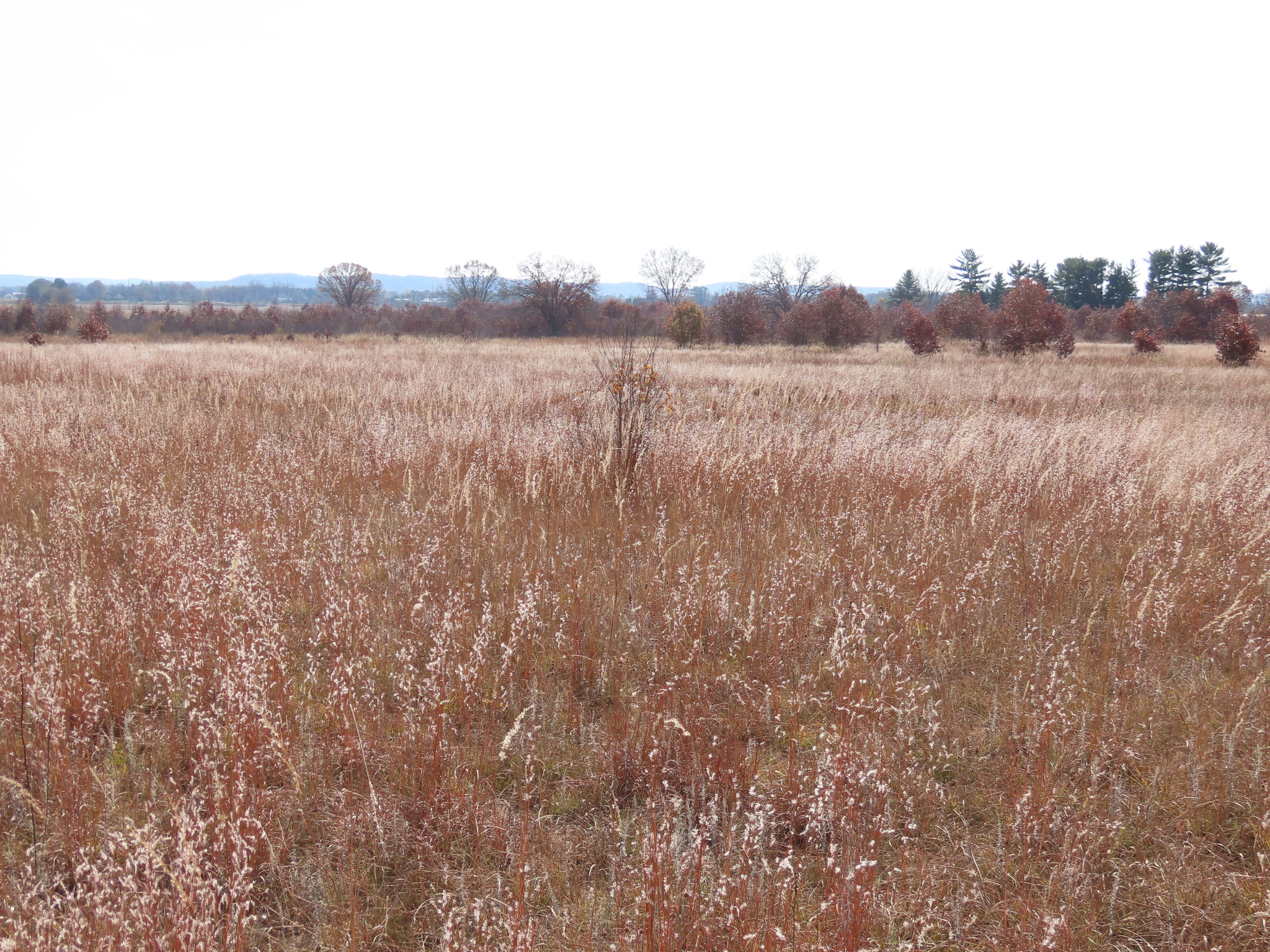 A photo of a field dominated by bunchgrasses with fuzzy, white seeds clustered along reproductive spikes. Widely spaced shrubs grow in the field in the background.