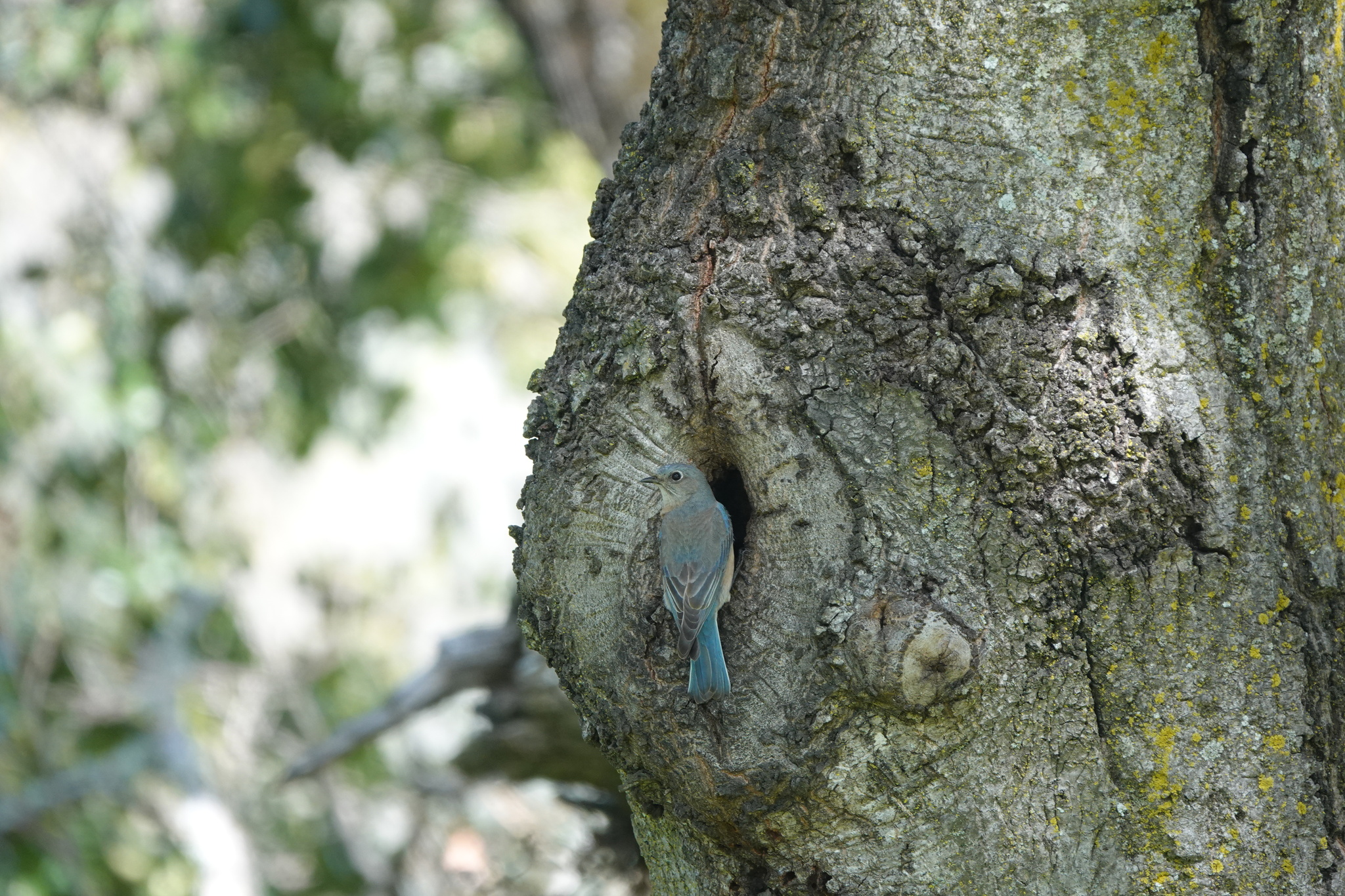 A photo of a blue and grey bird looking over its shoulder, perched at the edge of a hole in the knot of a tree. The background is blurry vegetation and sky.