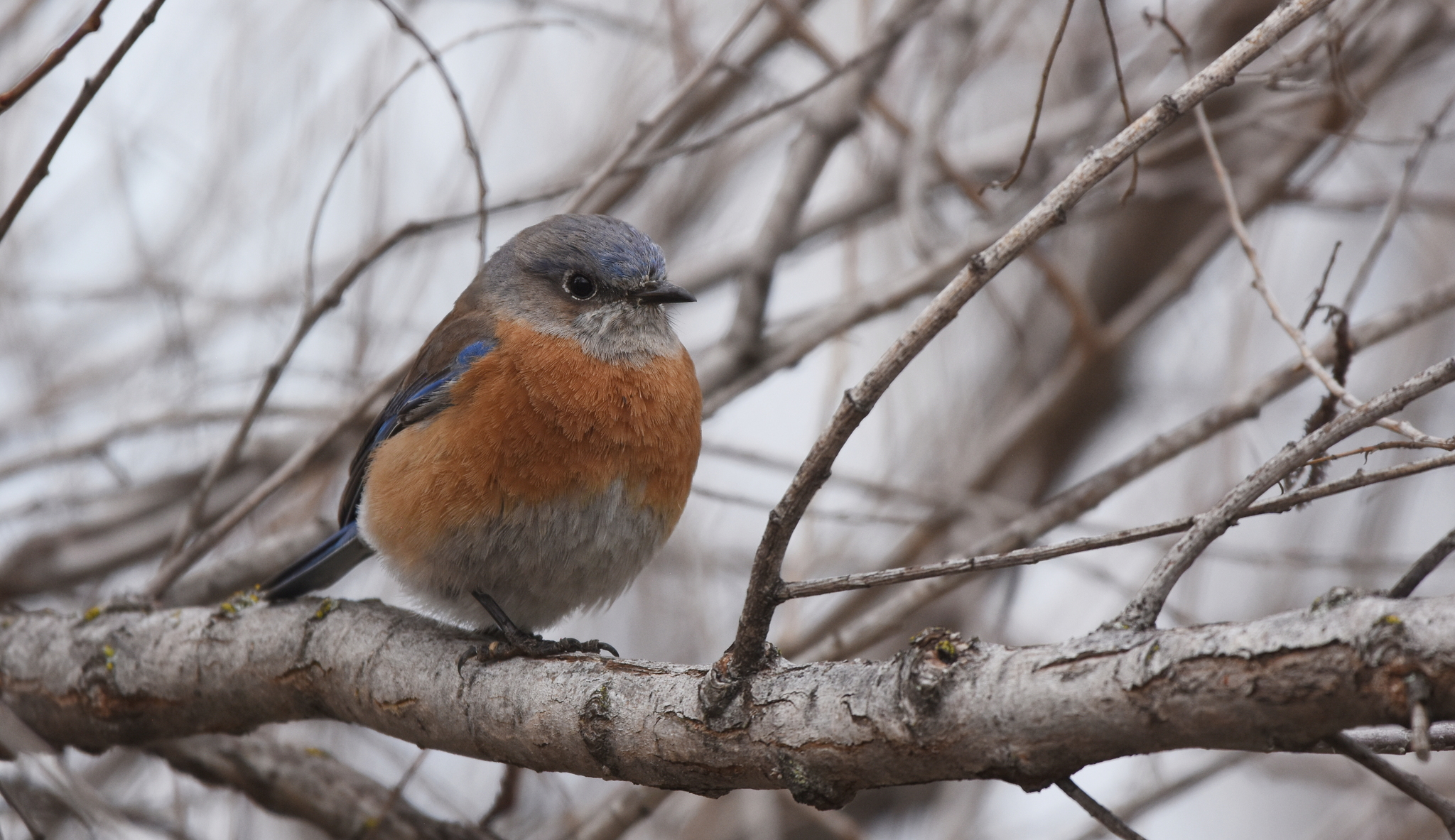 A photo of a bird with an orange chest, grey-blue head, and bluish wings sitting perched on a branch. There are no leaves on the branch or visible around the bird.