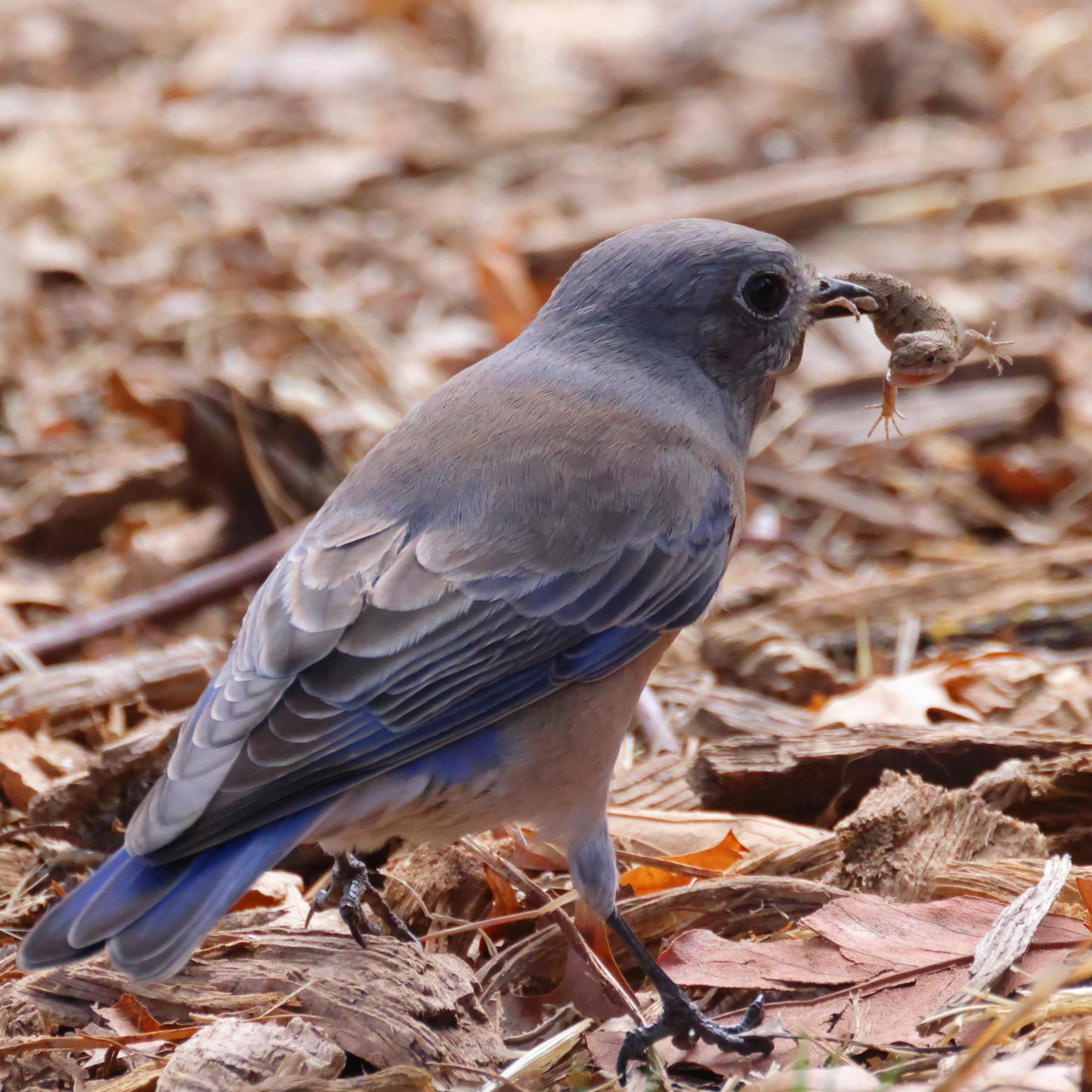 A photo of a grey-blue bird standing on the ground with a brown lizard in its beak. The lizard is twisting around attempting to escape.