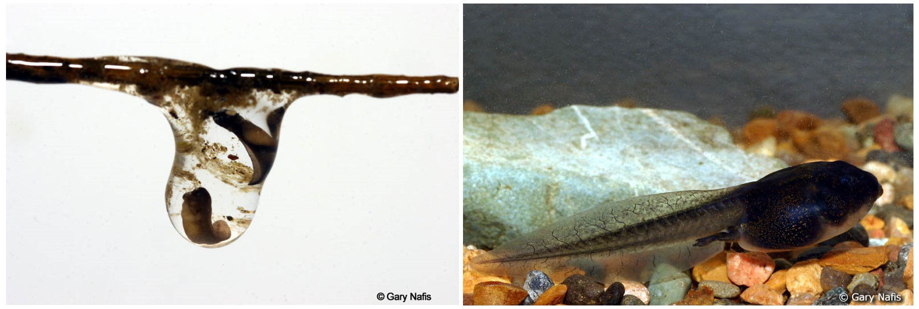 Two photos side by side. In the left photo, a drop of water holds two tiny dark tadpoles. On the right, a dark-colored tadpole swims in water.