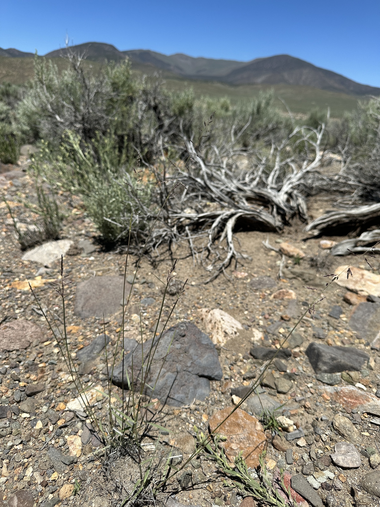 A photo of a small bunchgrass growing in dry, rocky soil with large amounts of bare ground. Sagebrush plants grow behind, and hills rise in the background.
