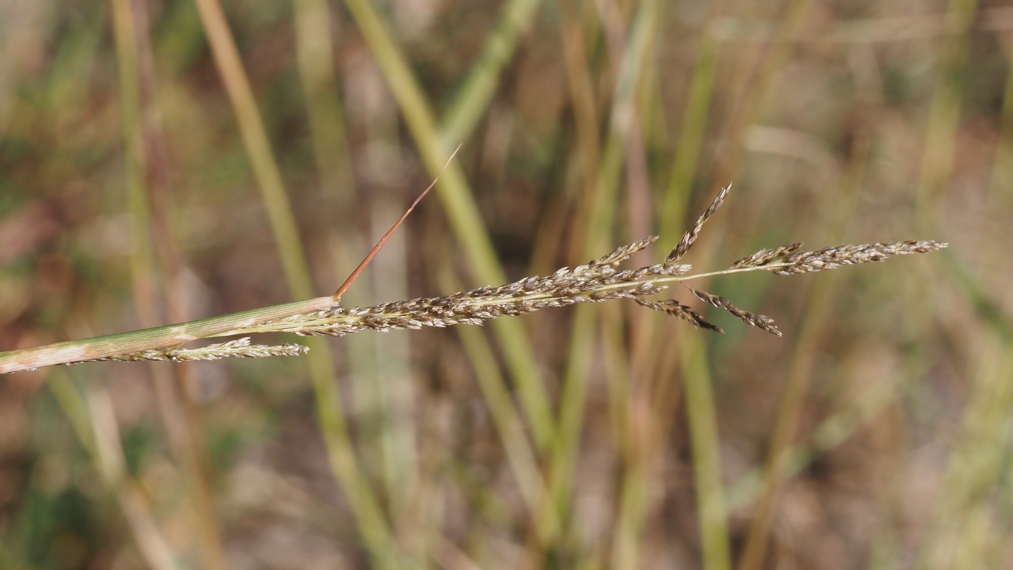 A photo of a golden grass panicle with tiny fruits along wiry stems. The panicle is partially enclosed by the sheath.
